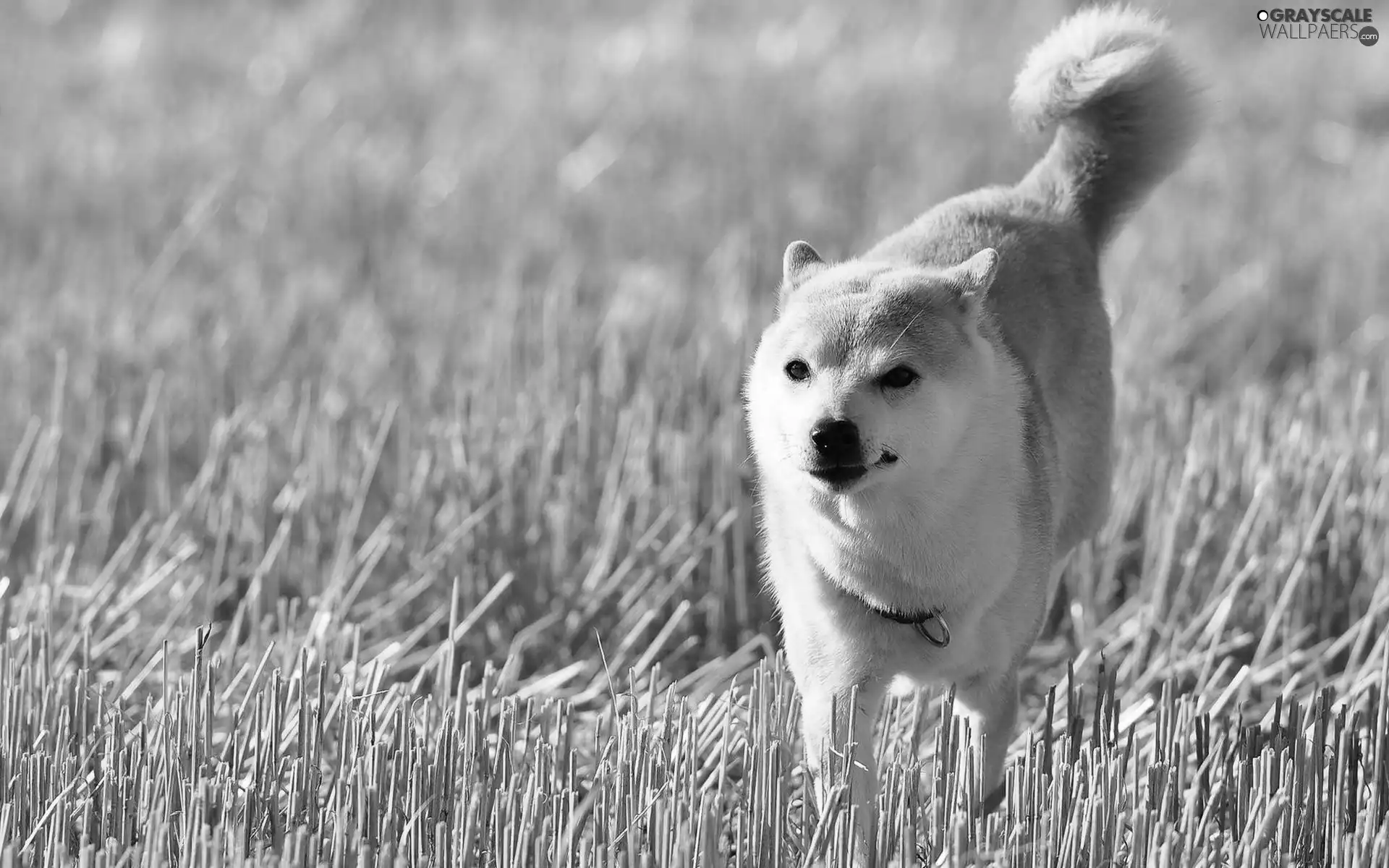 dog, stubble