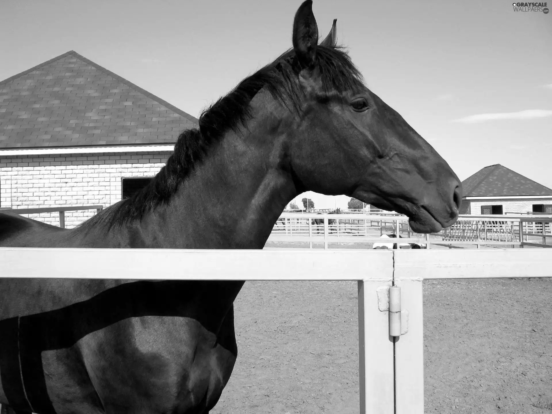stud, Horse, fence