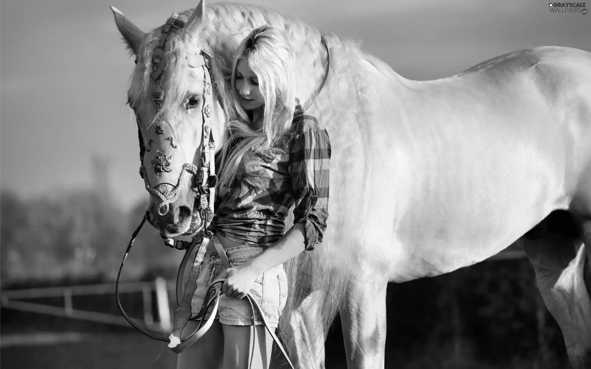 stud, girl, Horse