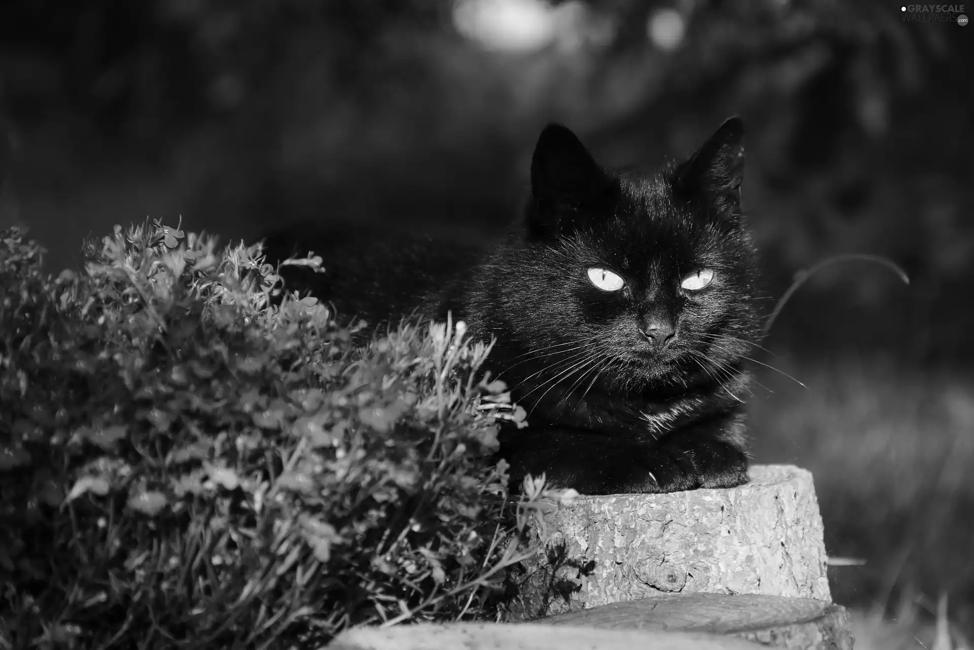 stump, cat, Flowers