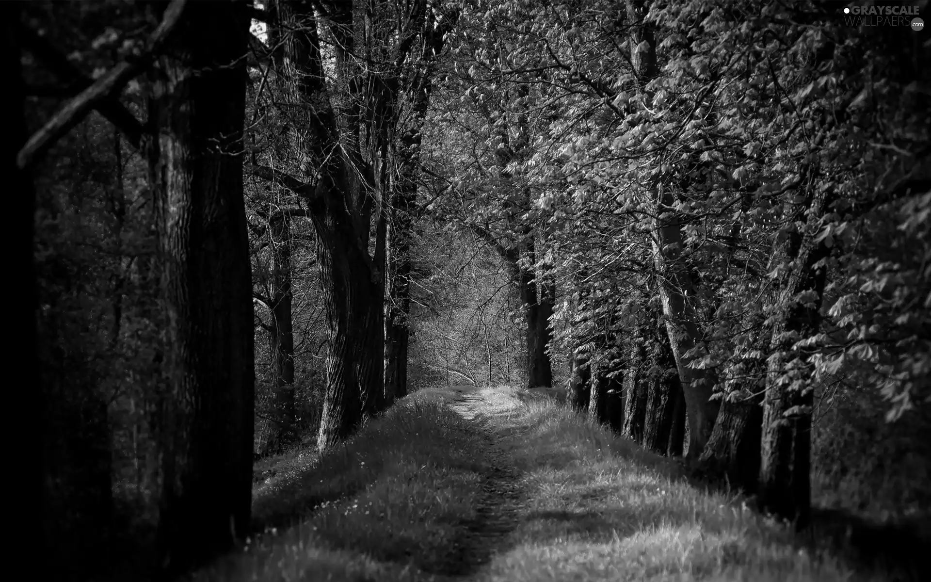 viewes, forest, summer, autumn, Path, trees