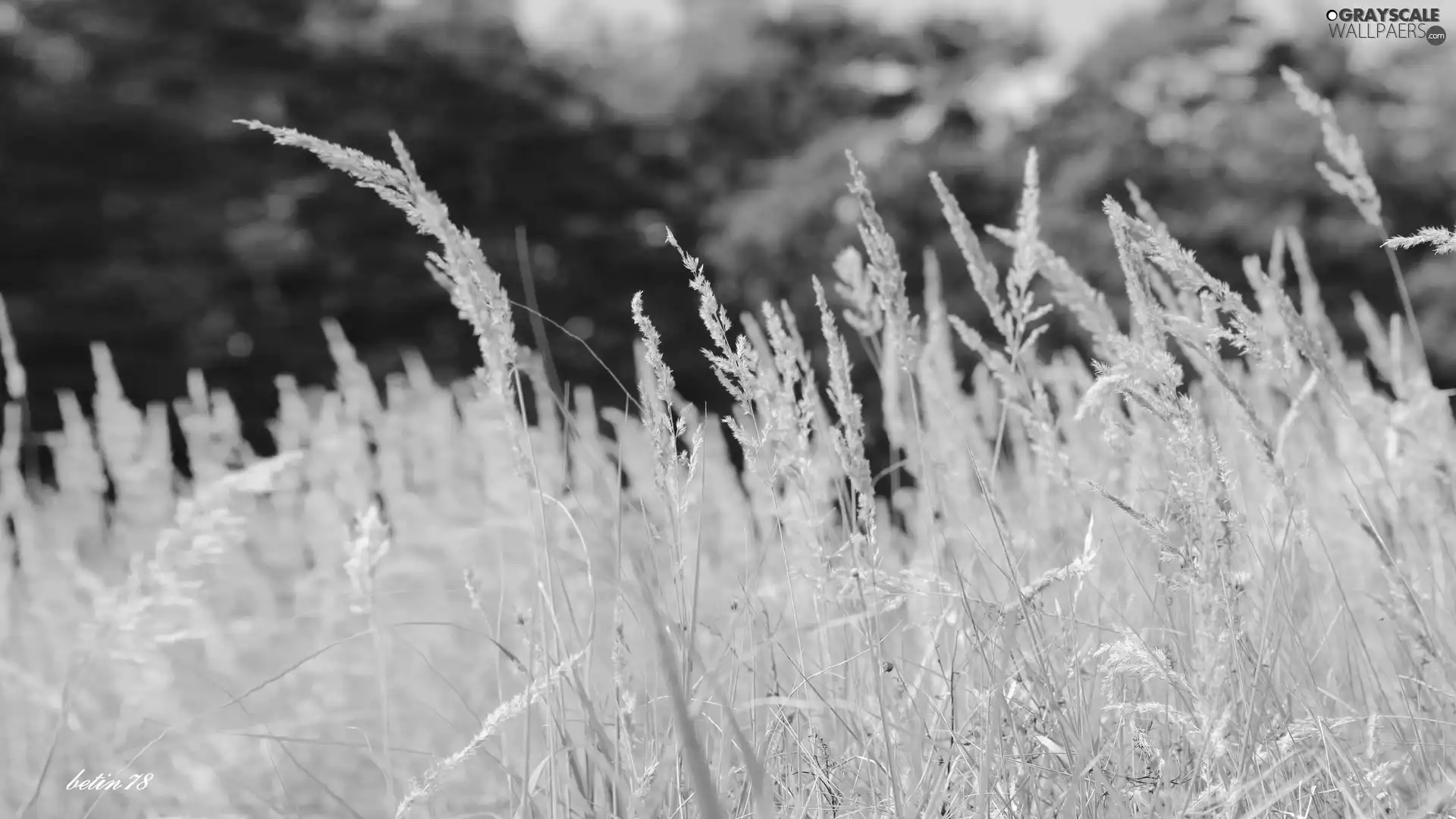 blades, Meadow, summer, grass