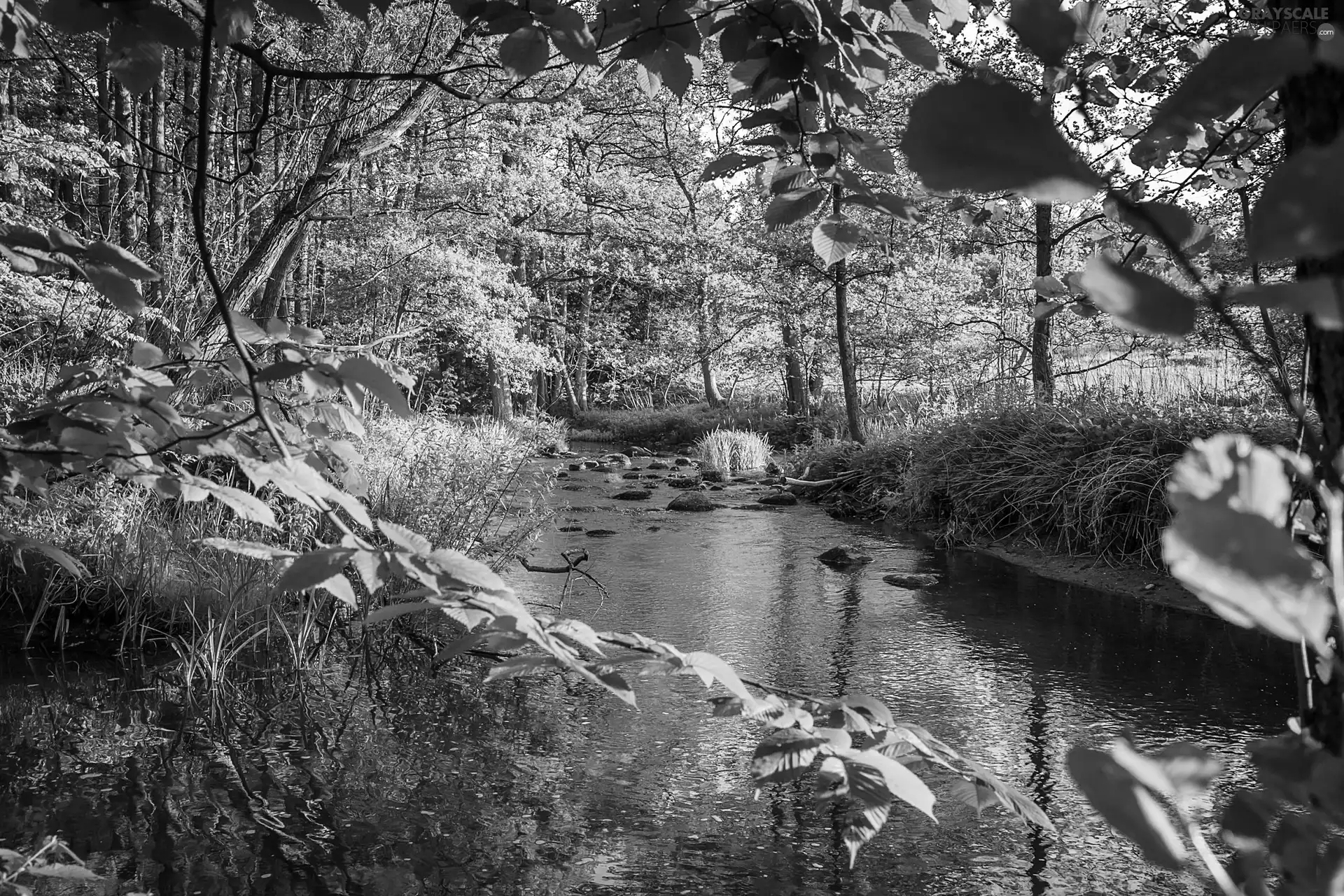 summer, forest, brook