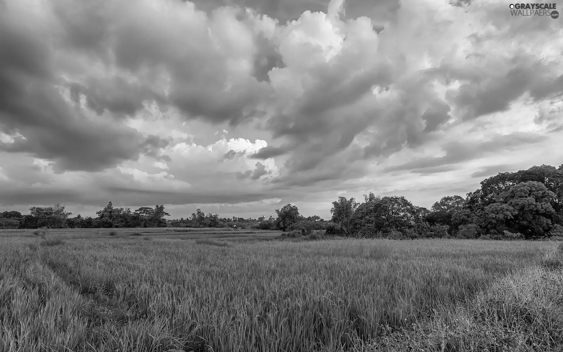 clouds, grass, summer, Meadow