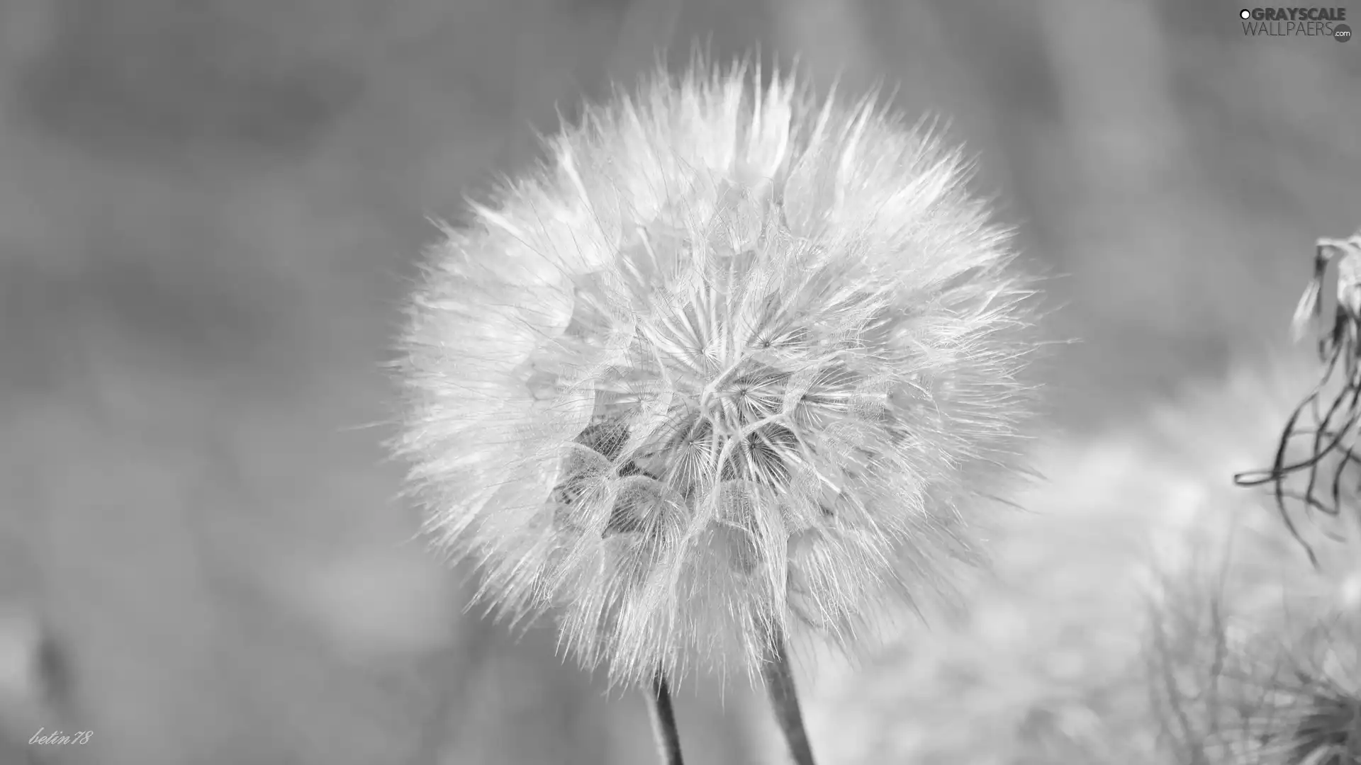 Colourfull Flowers, field, summer, salsify