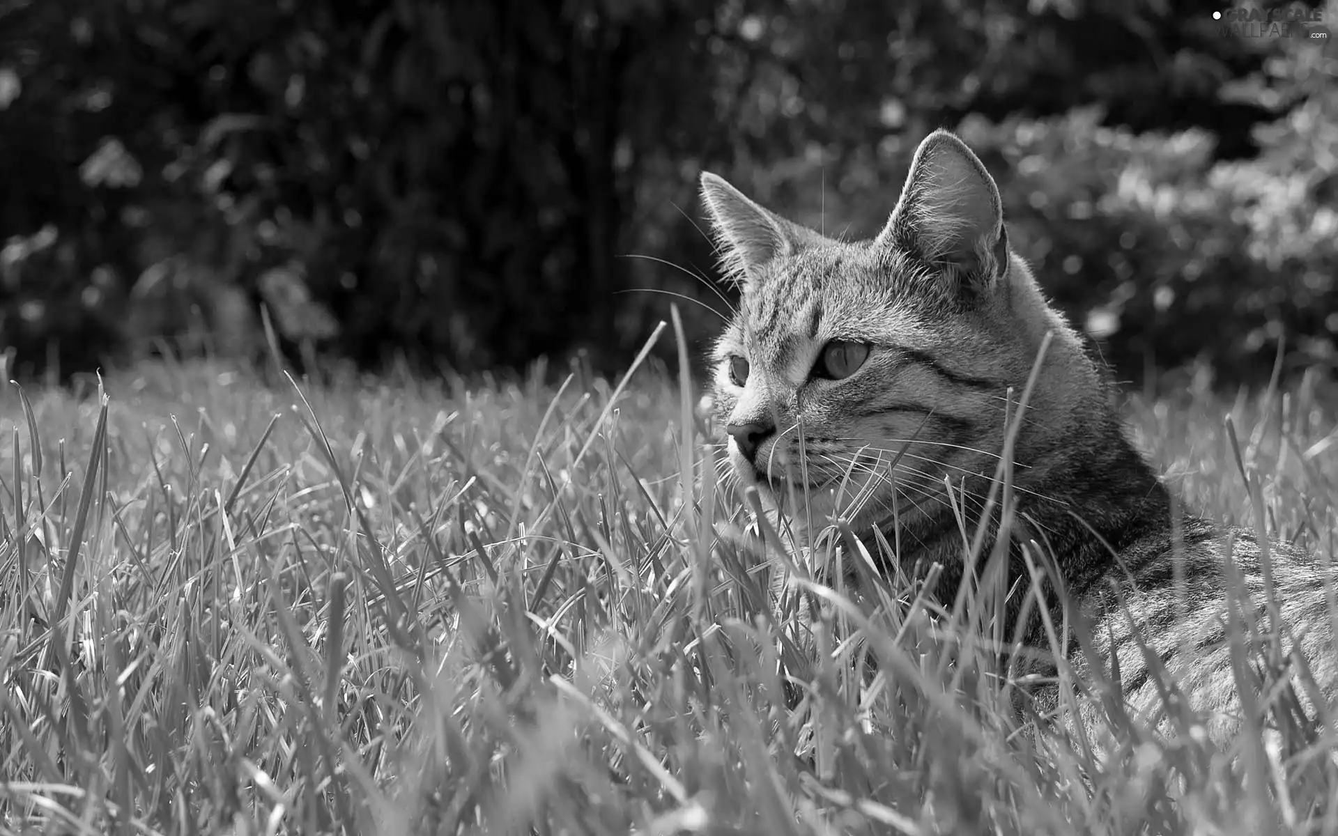 summer, cat, grass