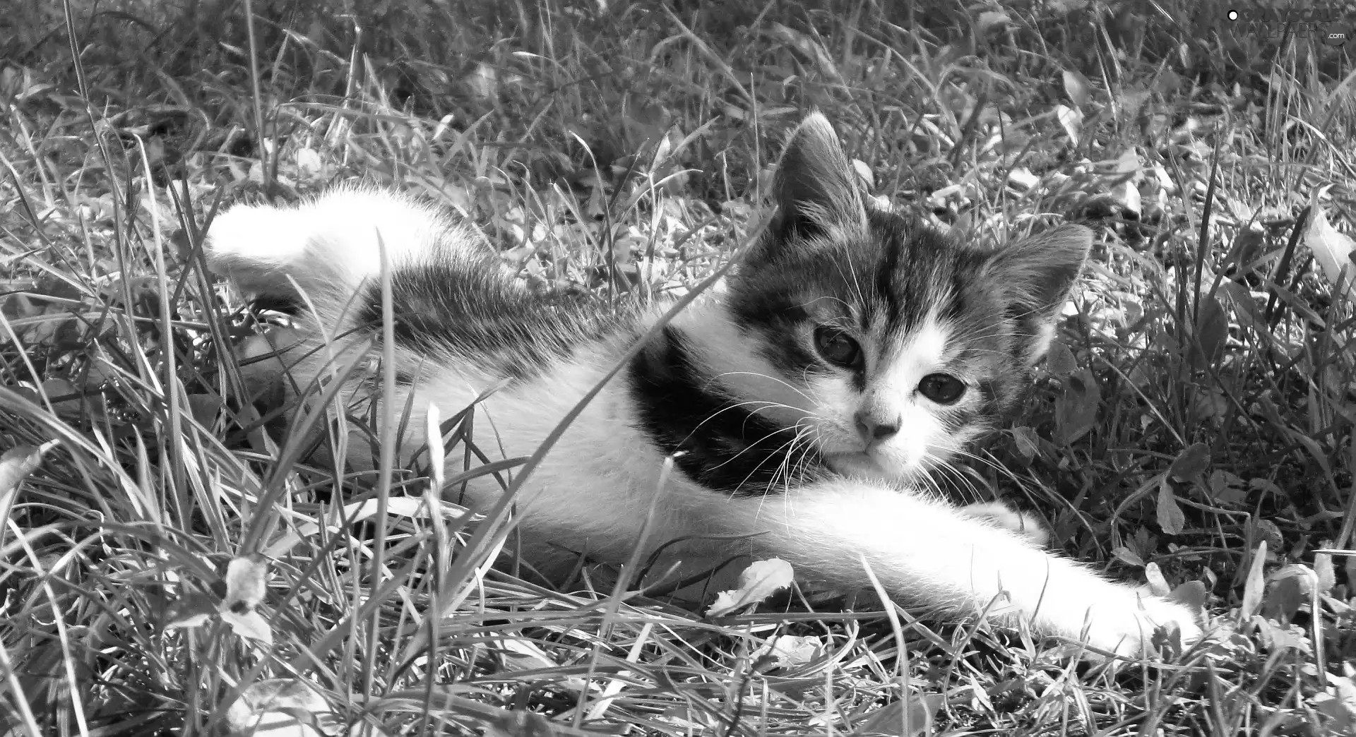 summer, cat, grass