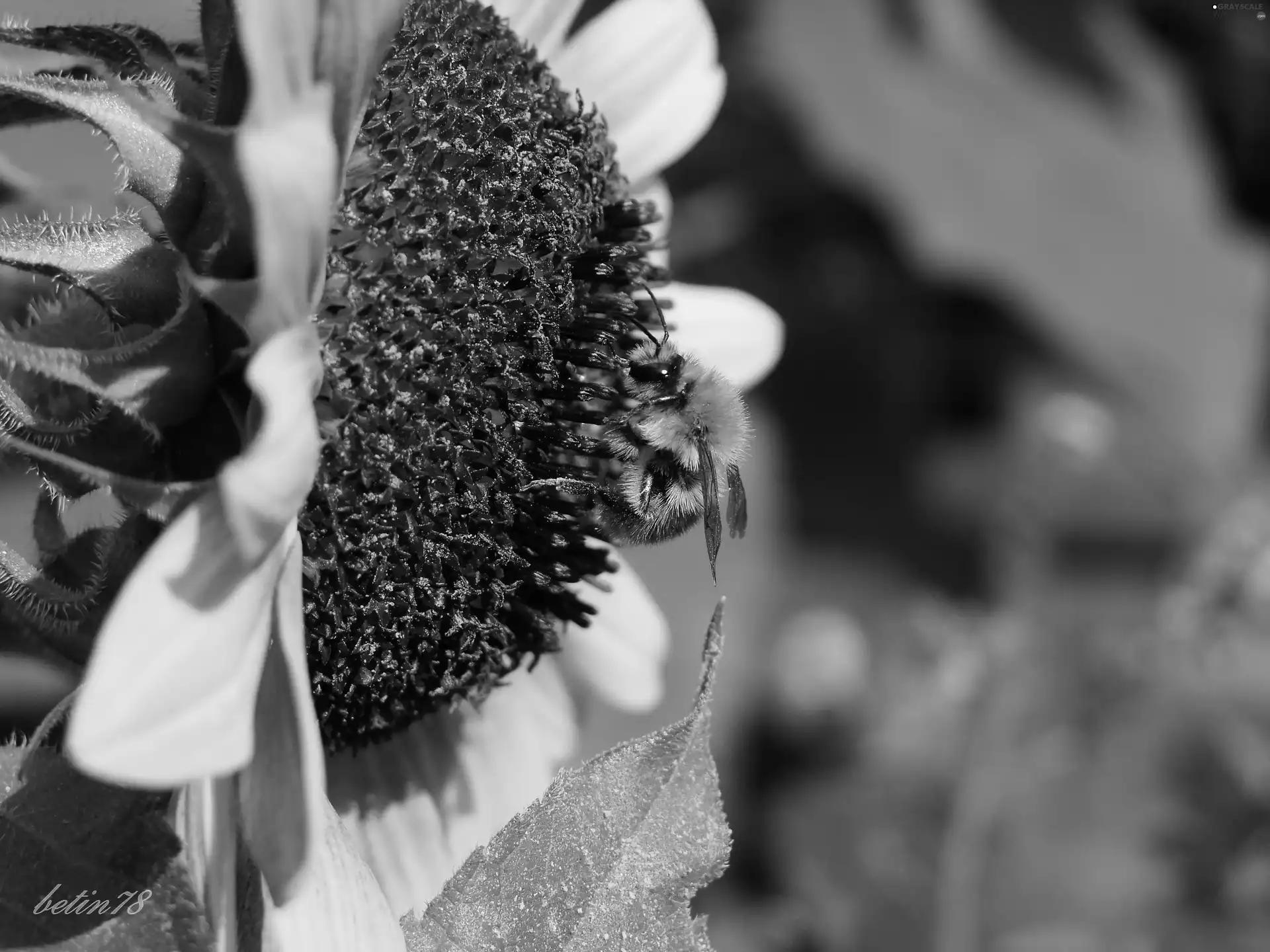 Insect, Colourfull Flowers, summer, dumbledor