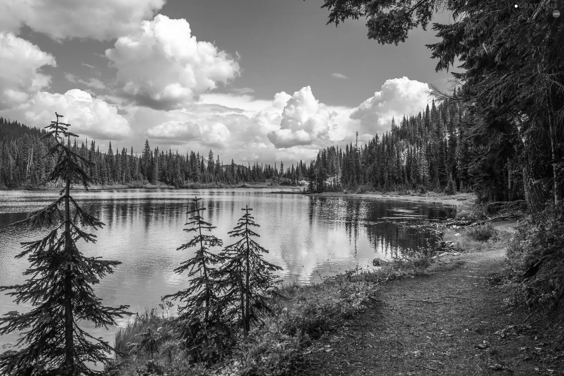 lake, woods, summer, Path