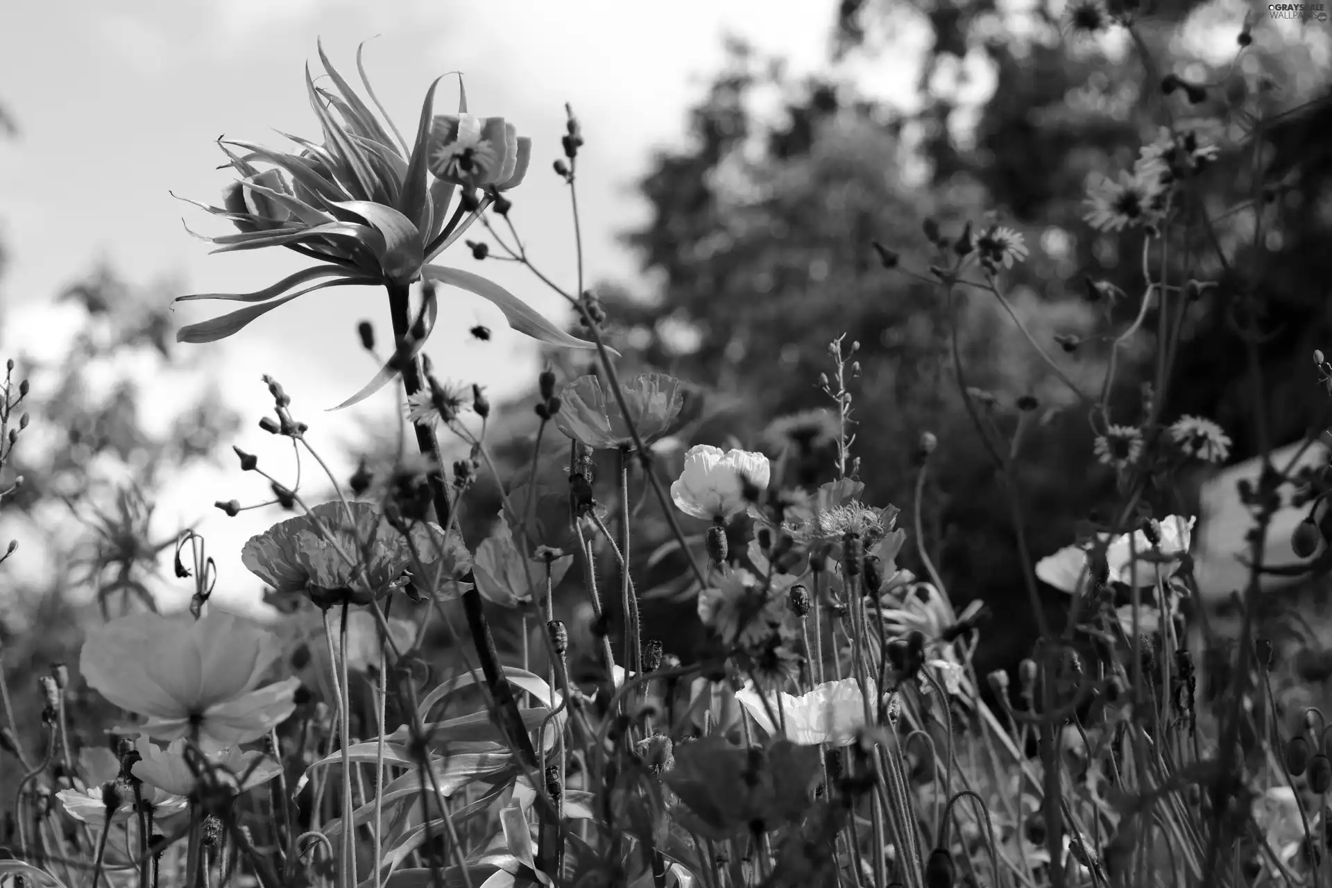 papavers, Flowers, summer, color