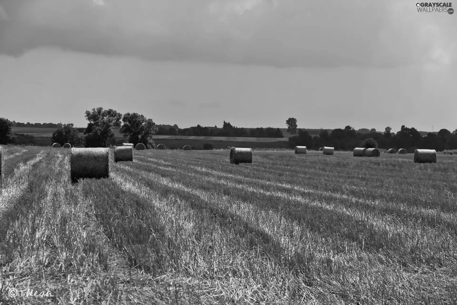 Reaped, Field, summer, corn