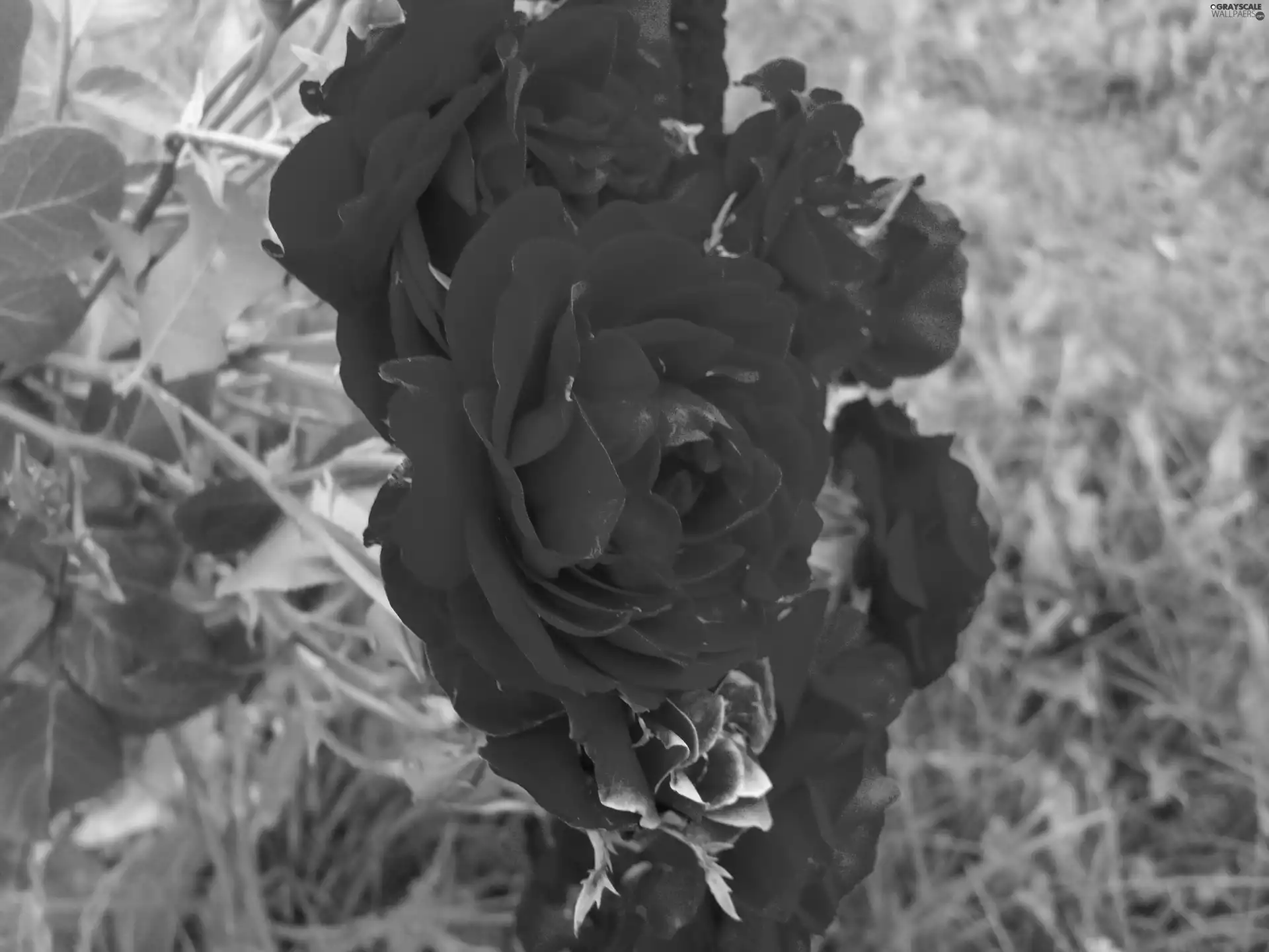 roses, summer