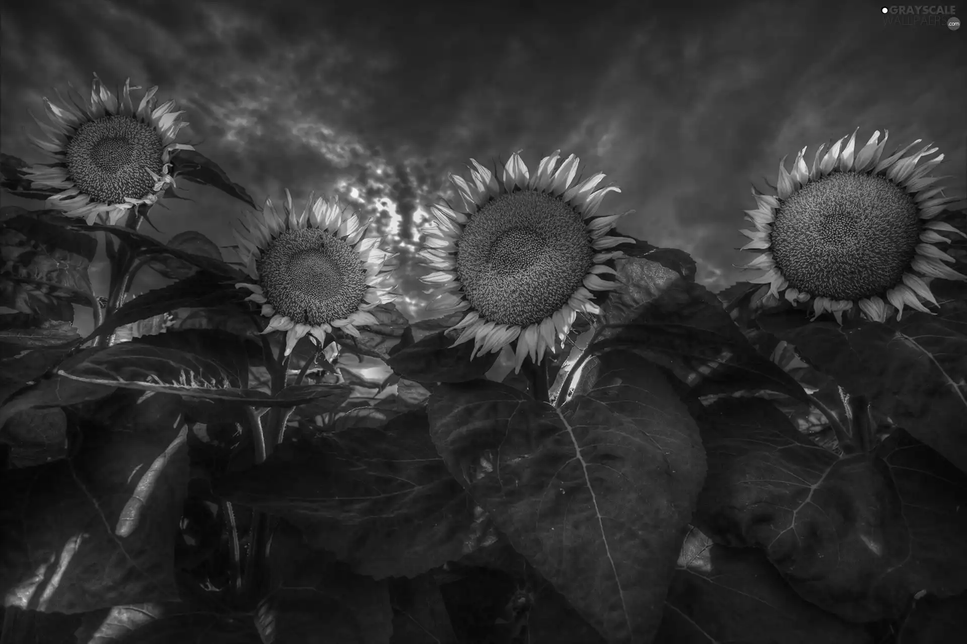 Nice sunflowers, Night, summer, Leaf