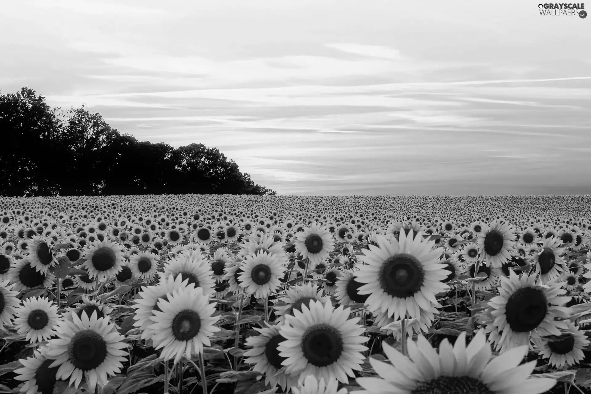 Nice sunflowers, Great Sunsets, summer, Flowers