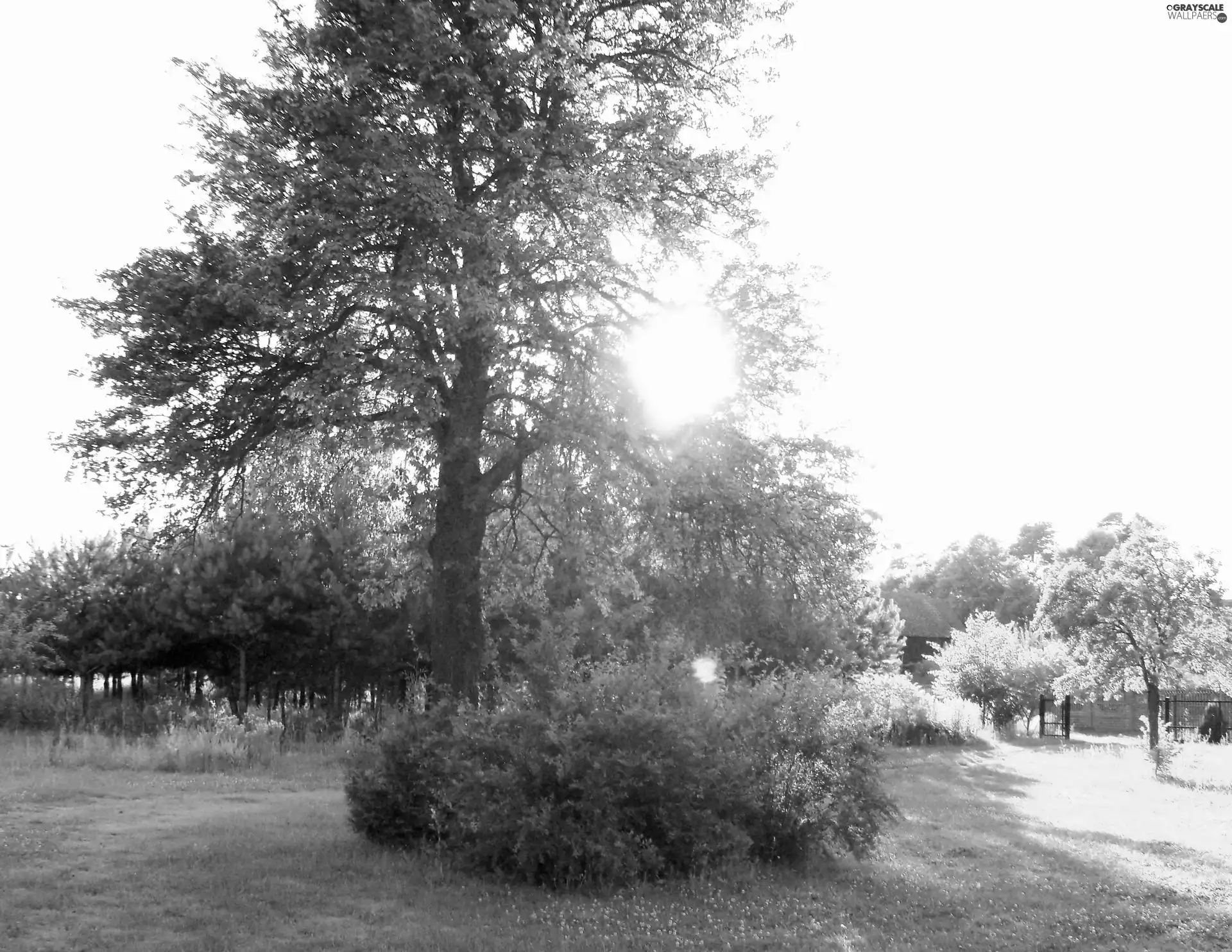 sunny, summer