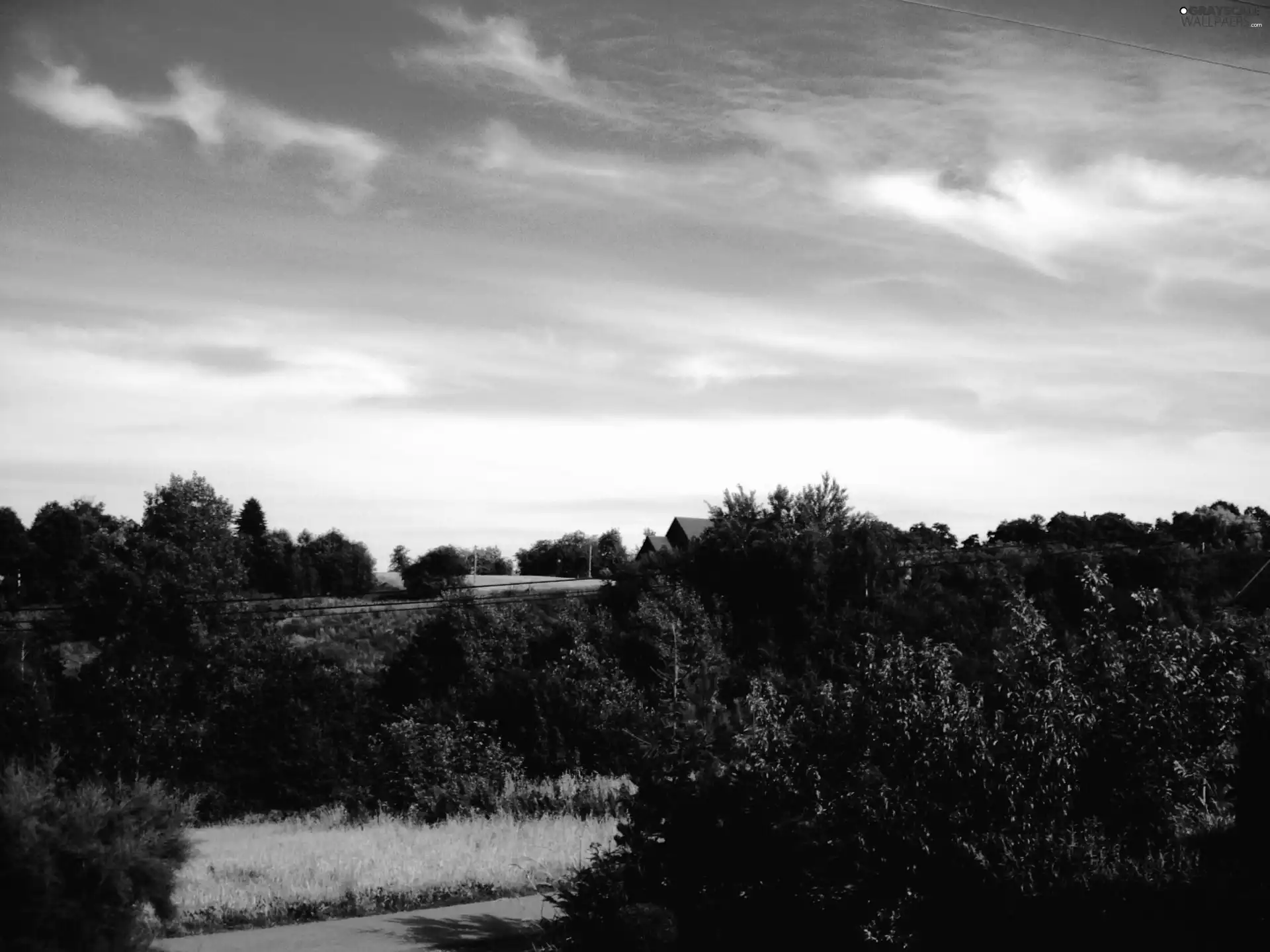 trees, medows, summer, viewes