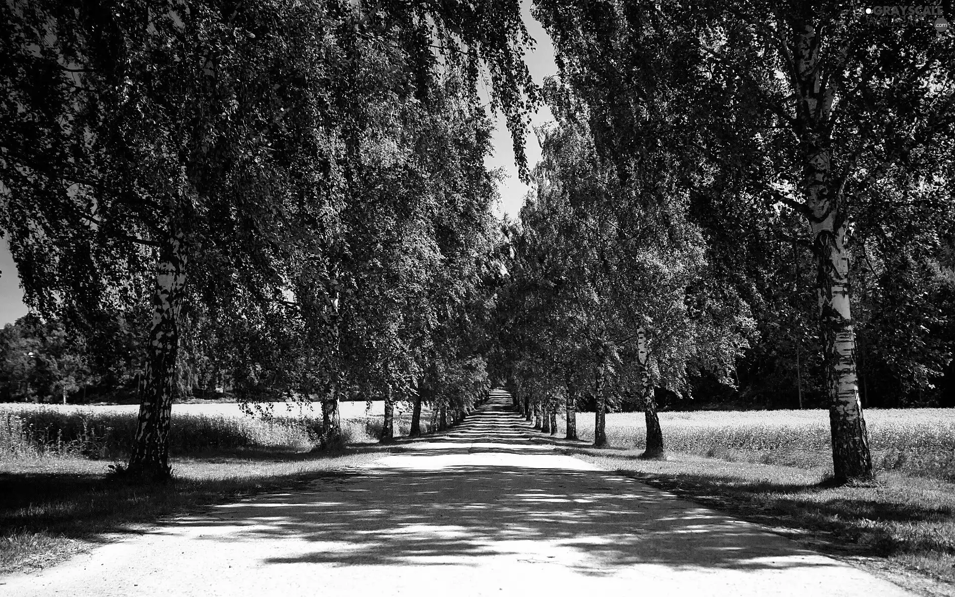 Way, viewes, summer, trees