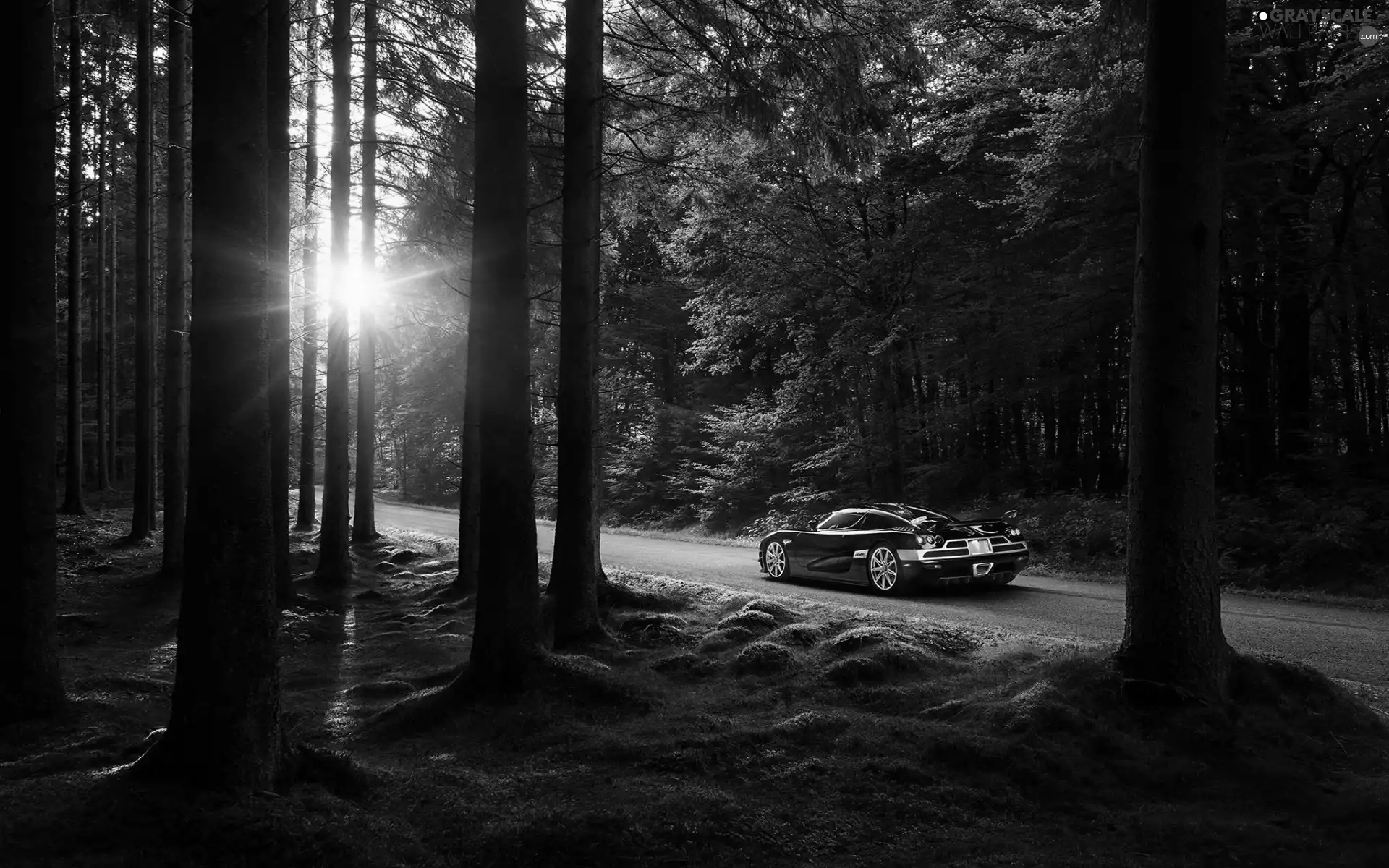 sun, Automobile, Way, Przebijające, forest