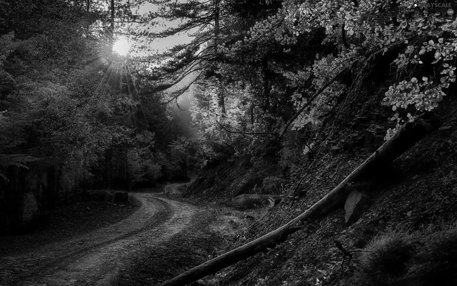 sun, autumn, Way, rays, forest