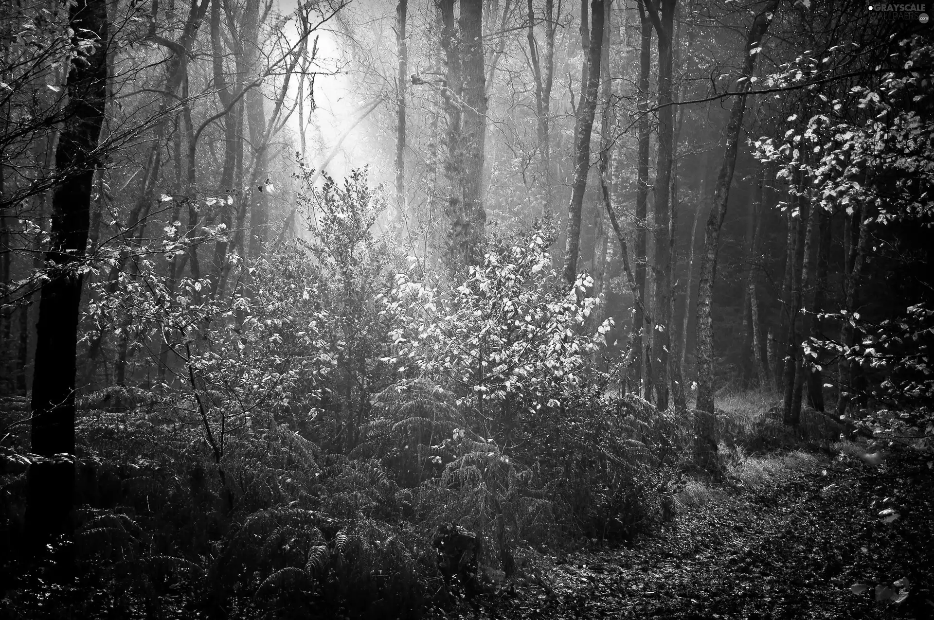 sun, light breaking through sky, forest, rays, autumn