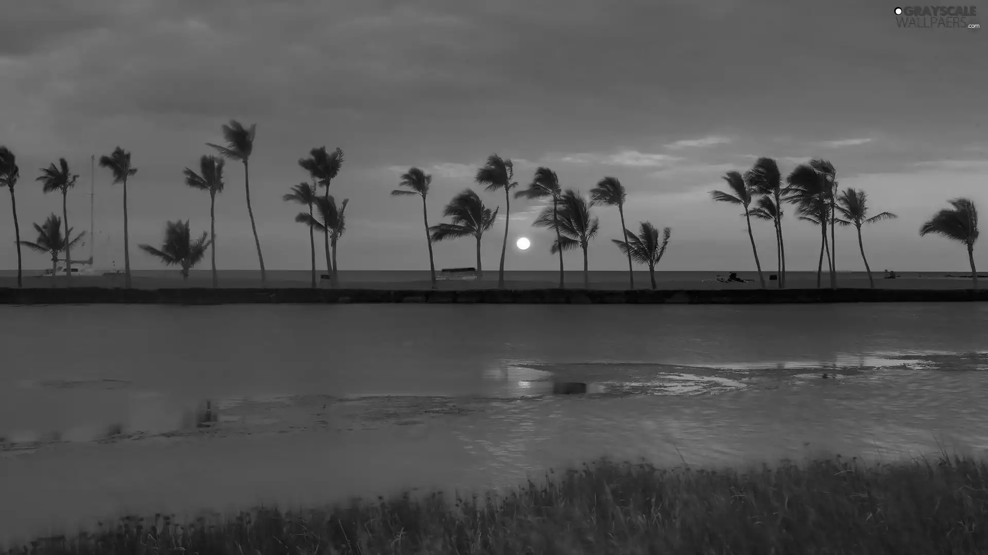 Beaches, west, sun, Palms