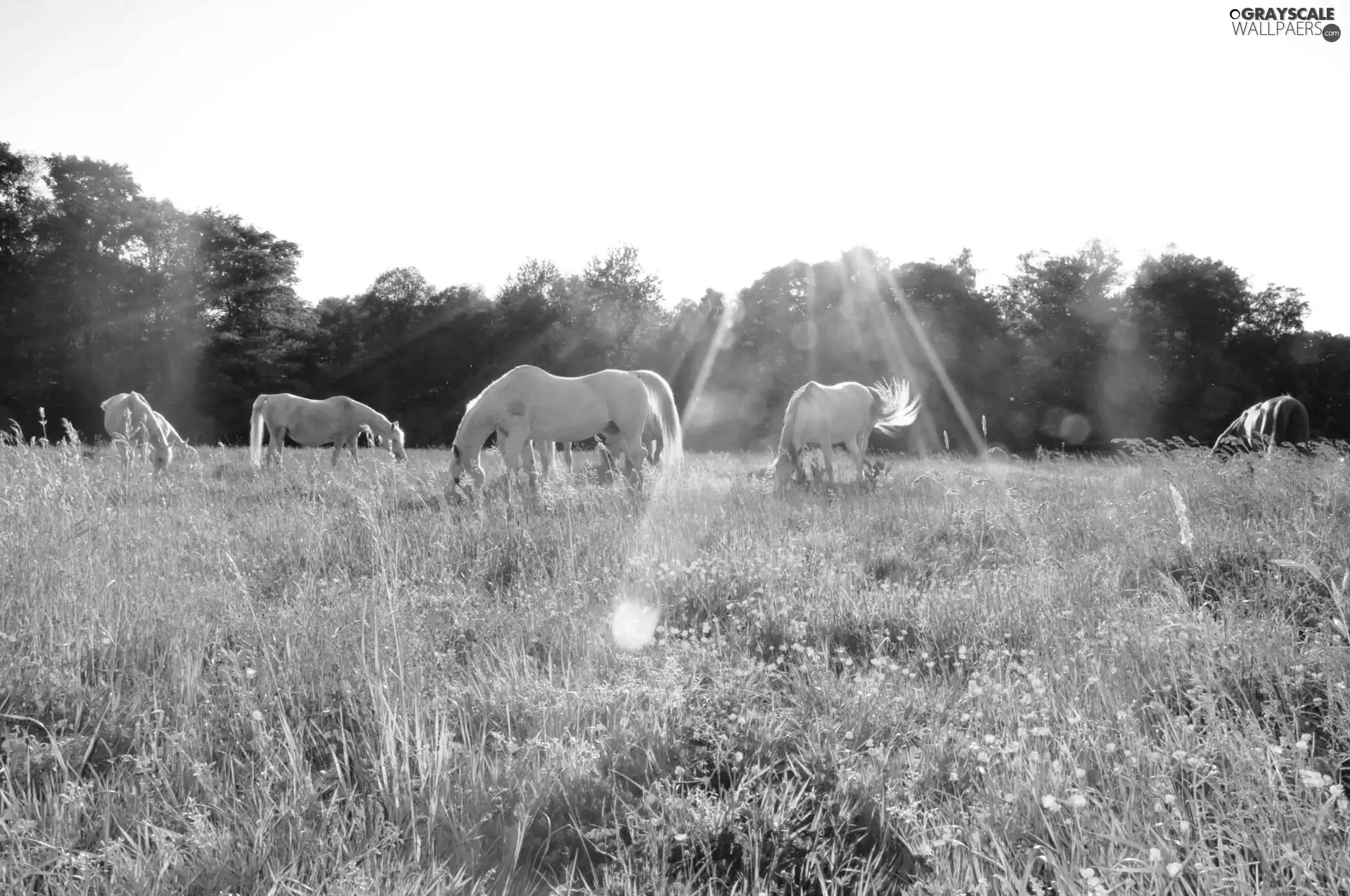 bloodstock, rays, sun, Meadow