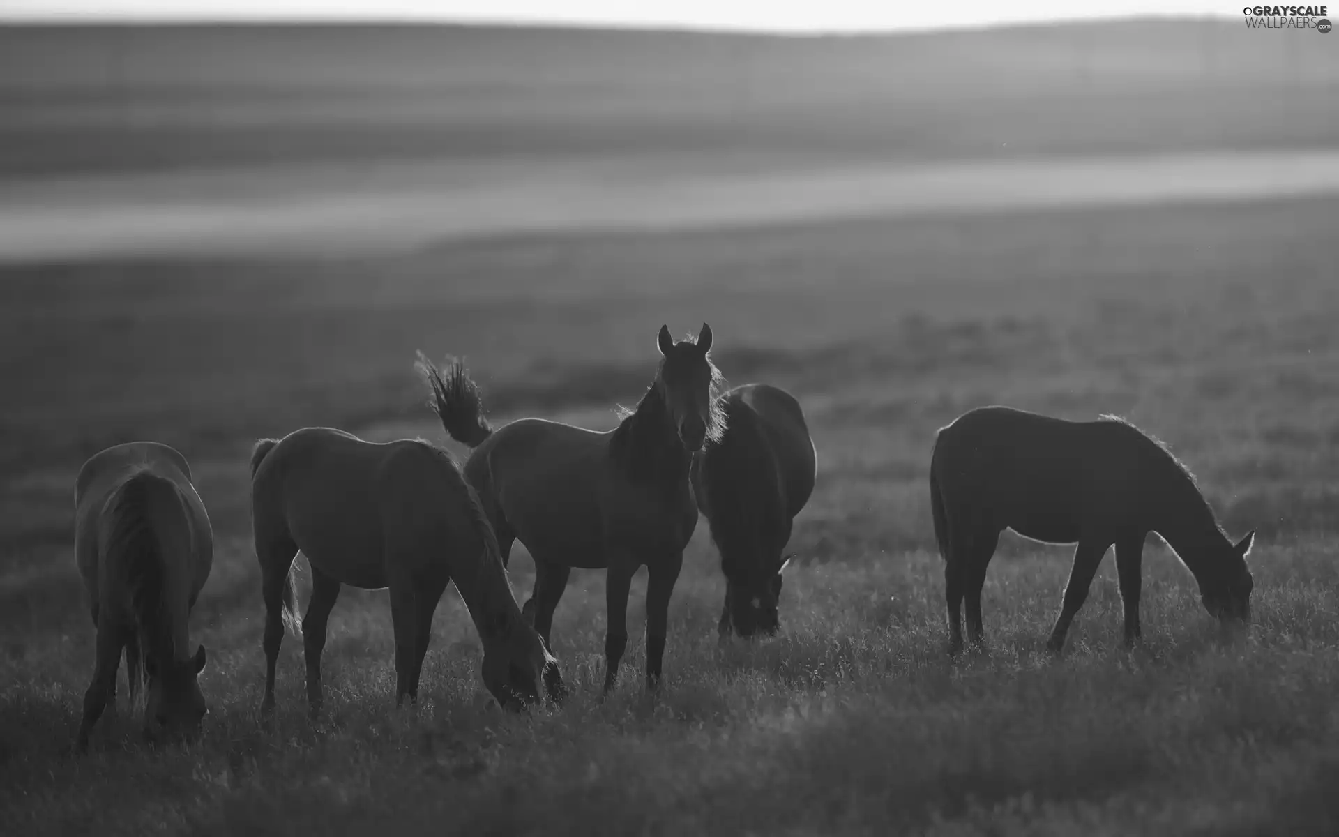 bloodstock, west, sun, Meadow