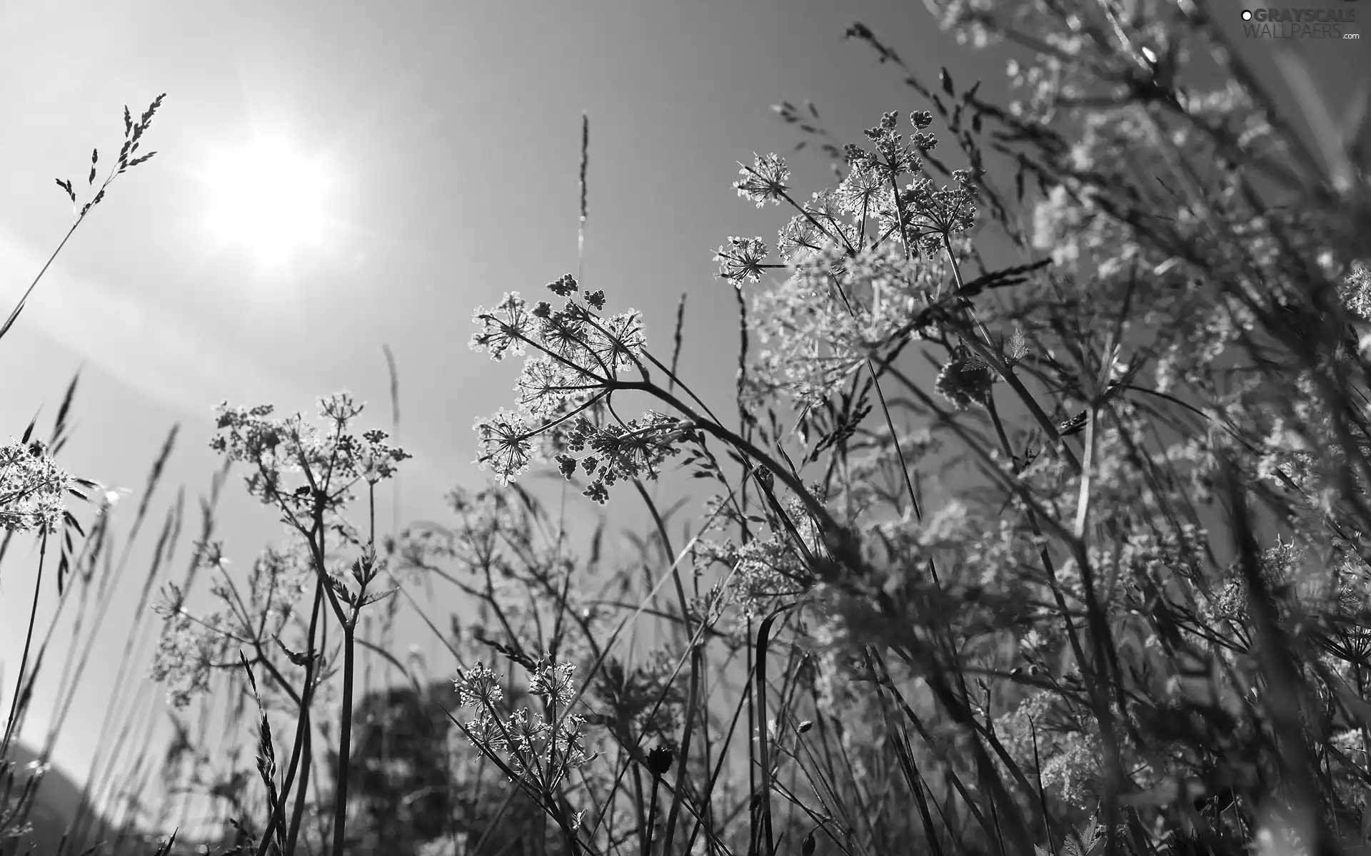 Blossoming, Sky, sun, grass