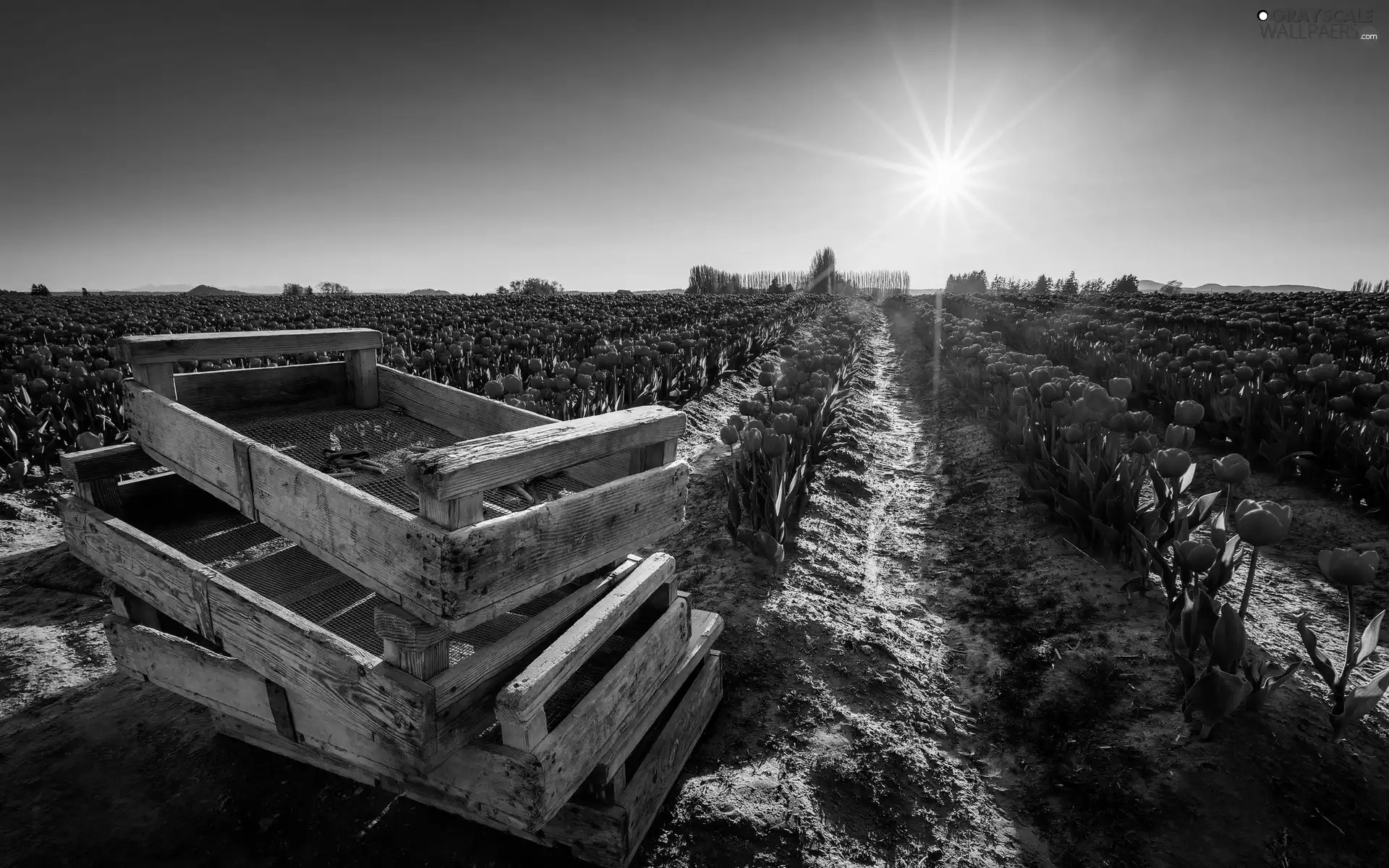 sun, Boxes, Field, rays, Tulips