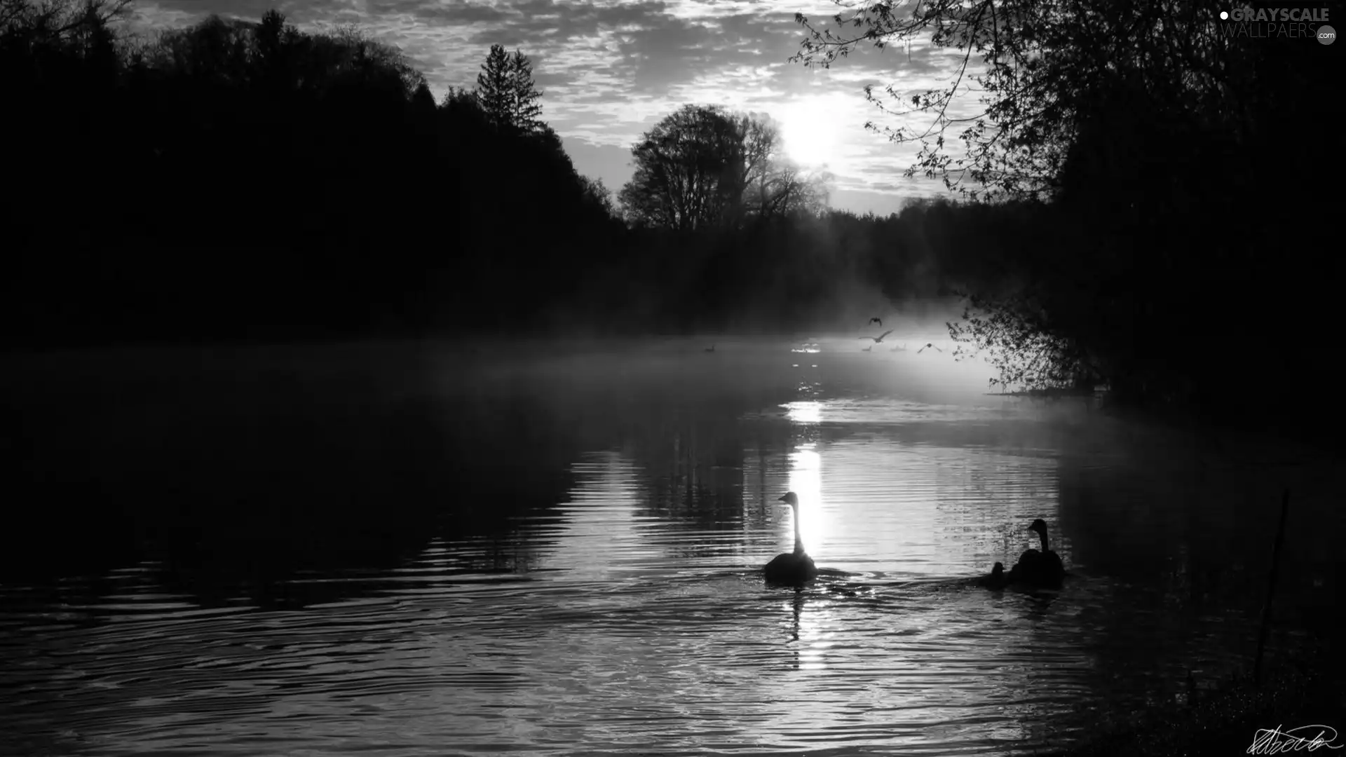 Pond - car, west, sun, Swan