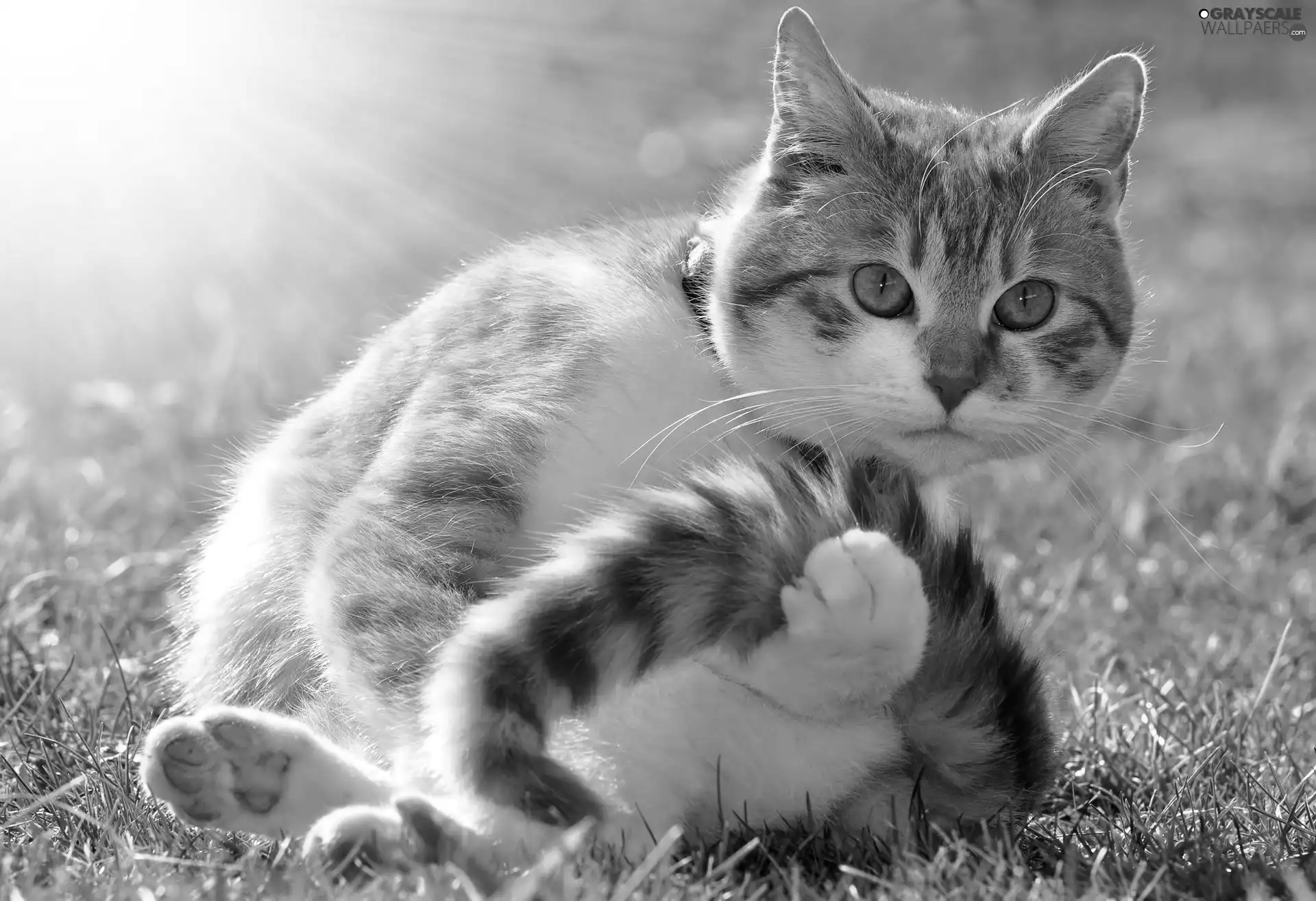 cat, rays, sun, grass