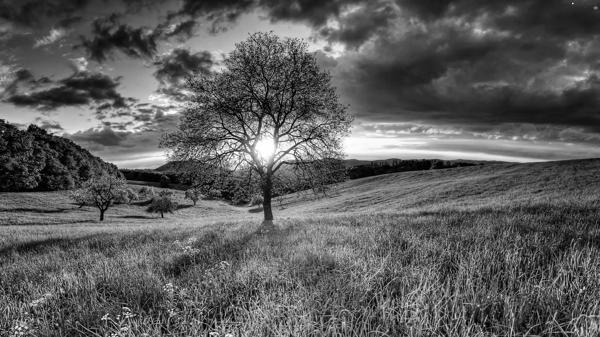 clouds, Meadow, sun, trees