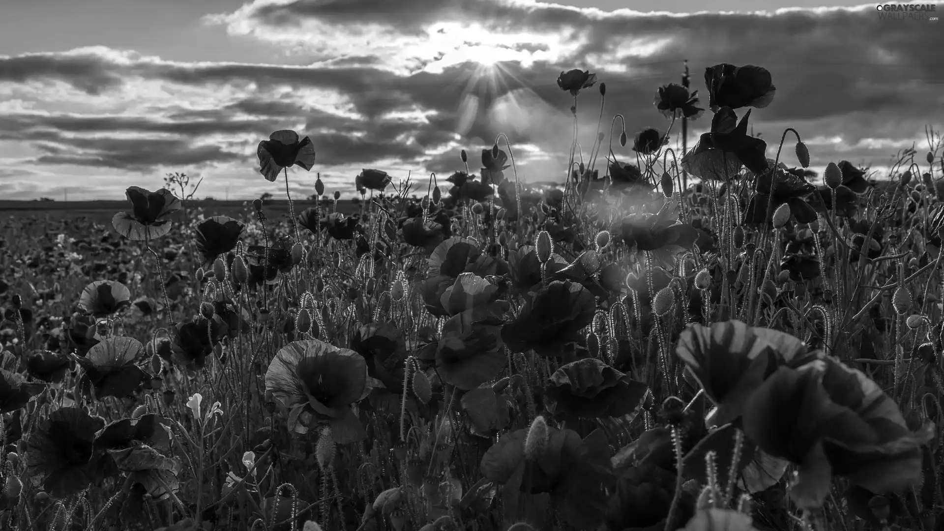 sun, clouds, papavers, rays, Red