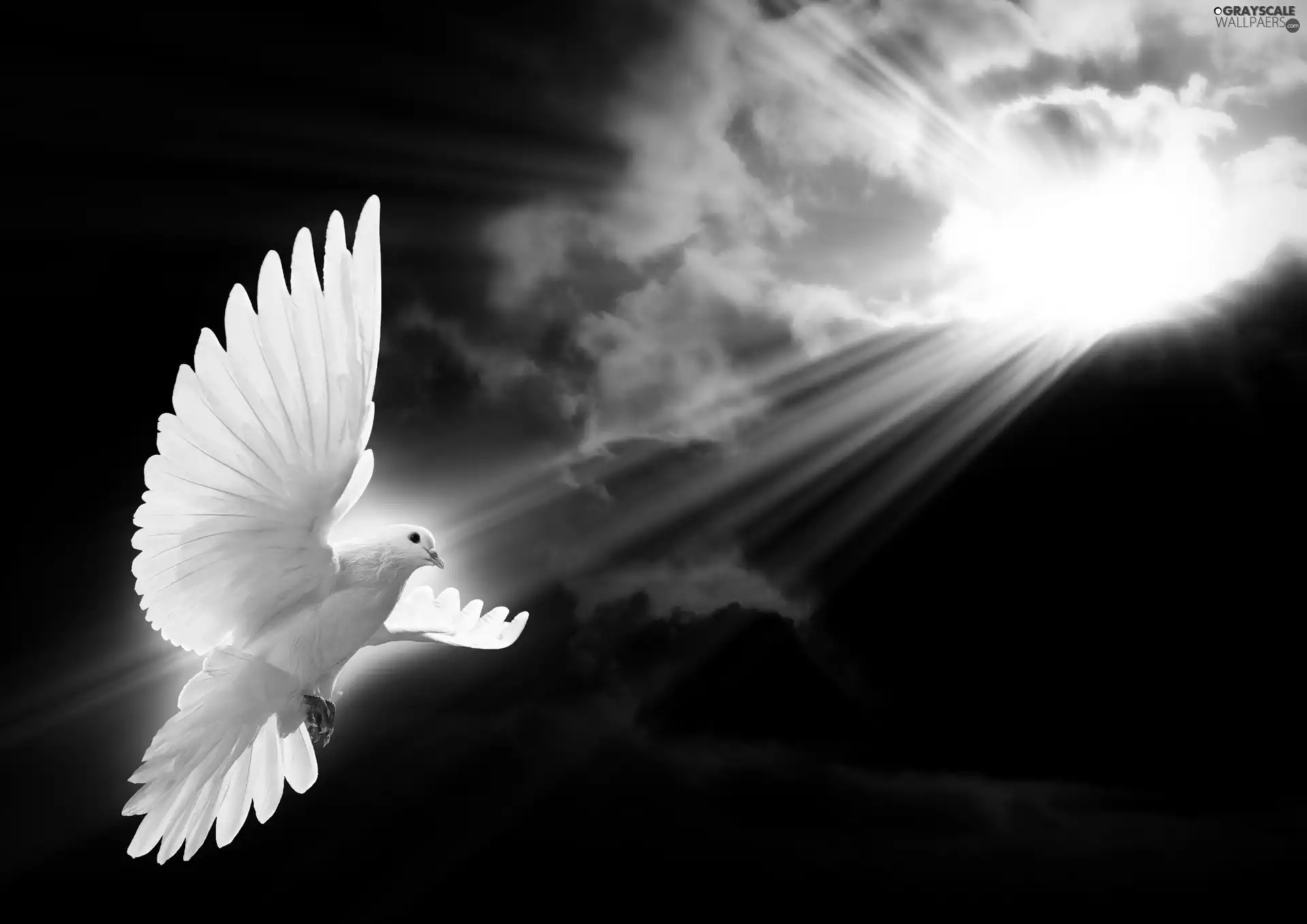 sun, clouds, pigeon, rays, White