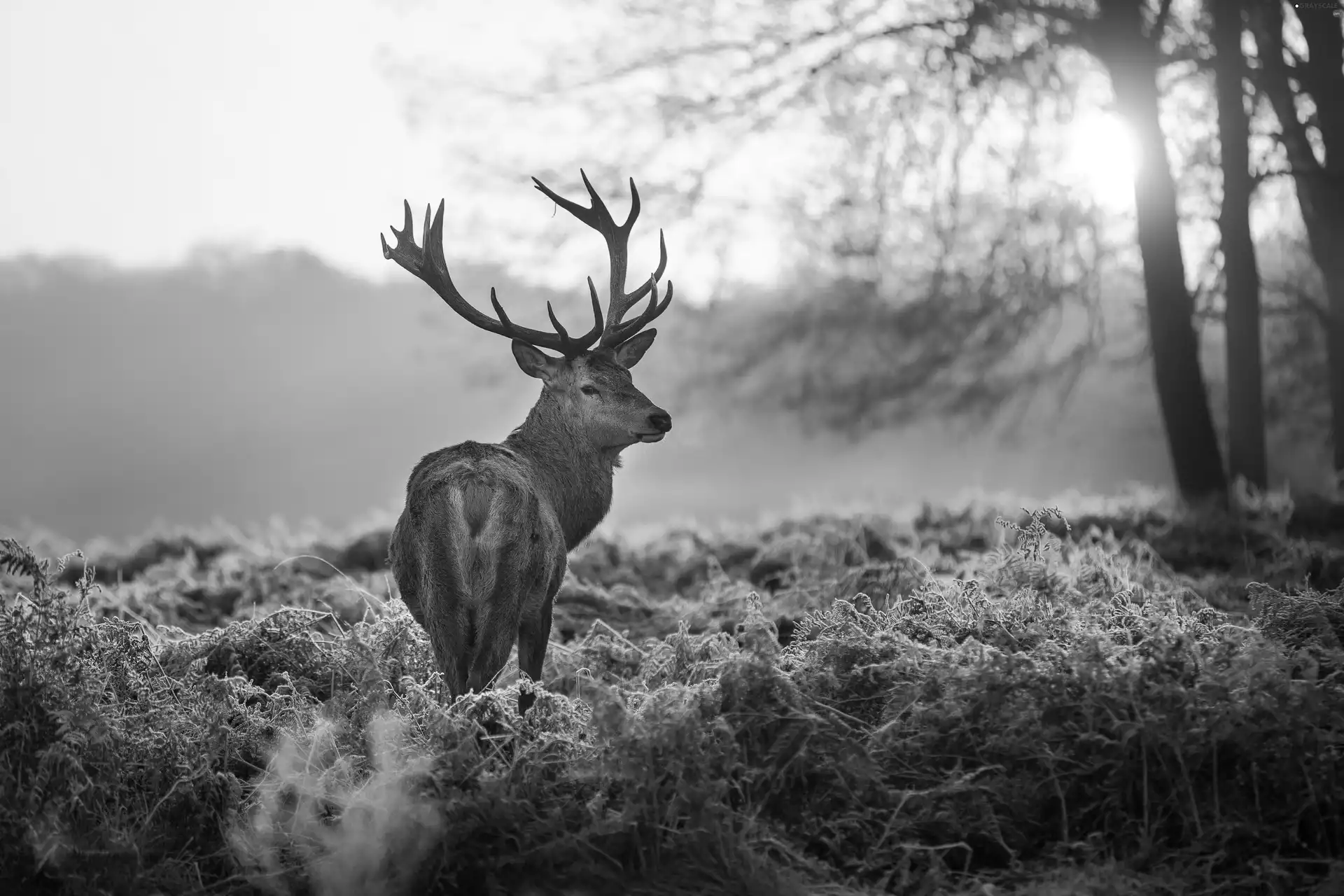 deer, west, sun, antlers