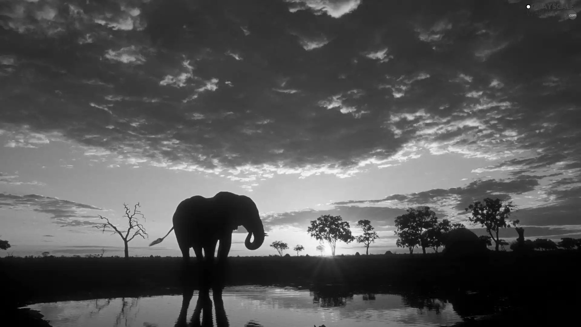 Elephant, clouds, sun, water