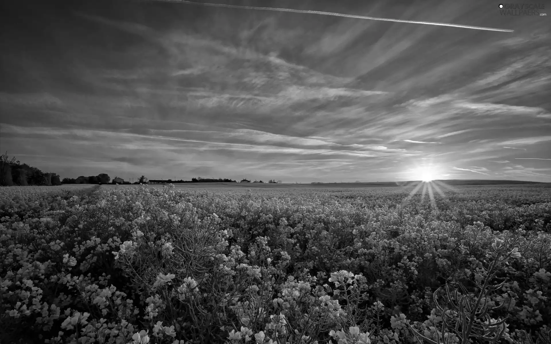 Field, west, sun, rape