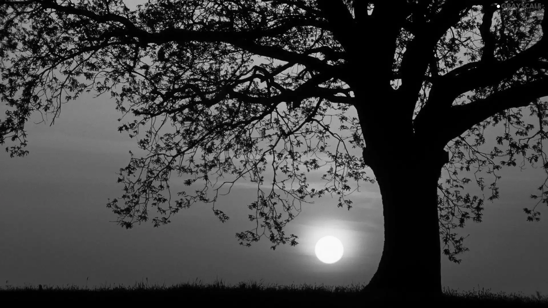 field, west, sun, trees