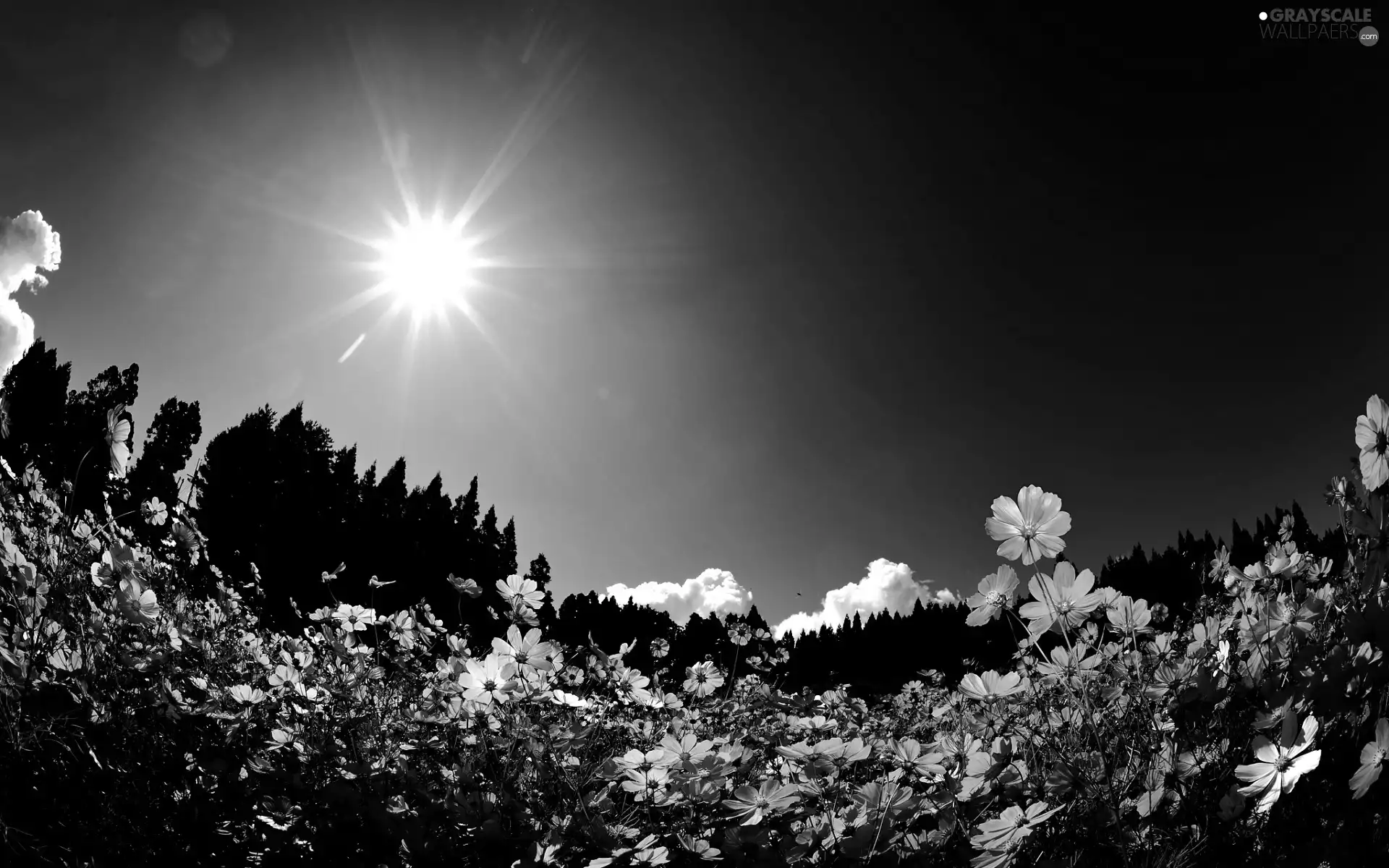 sun, Pink, Flowers