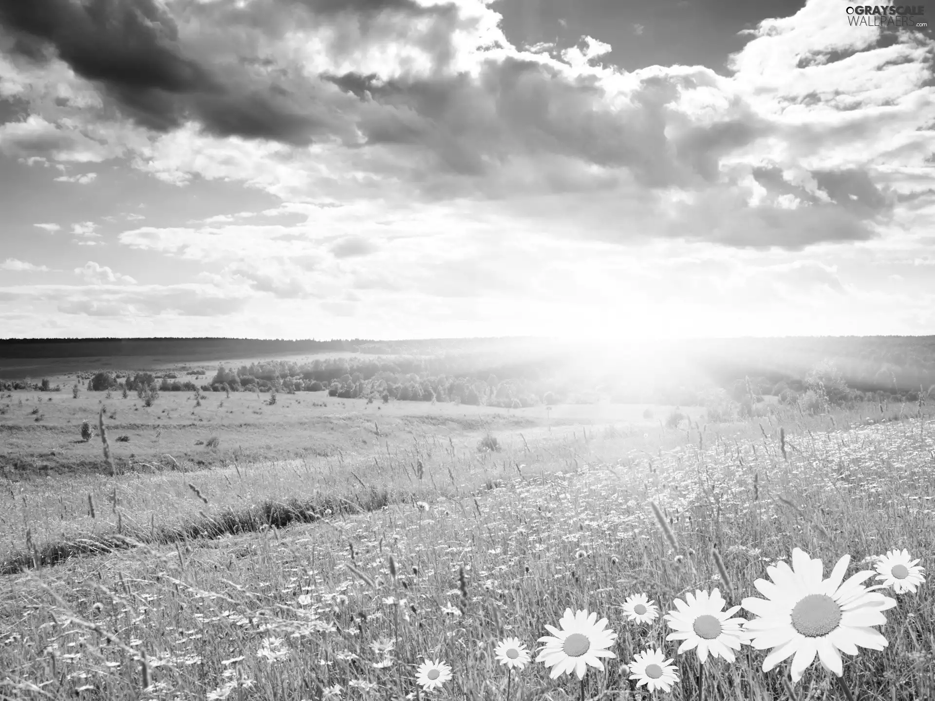 clouds, Meadow, sun, Flowers, rays, woods