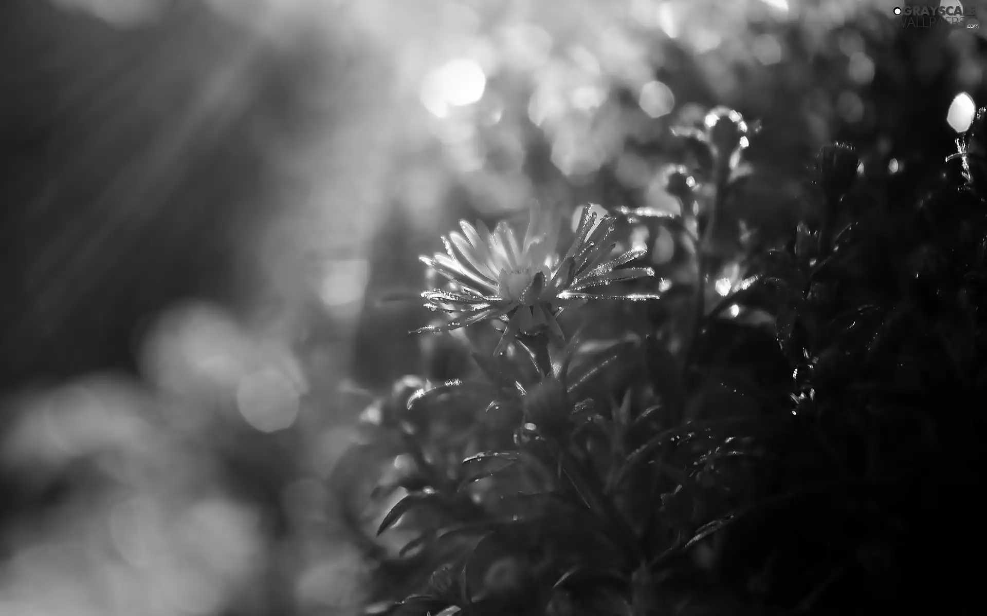 ligh, Colourfull Flowers, flash, luminosity, sun, rays of the Sun