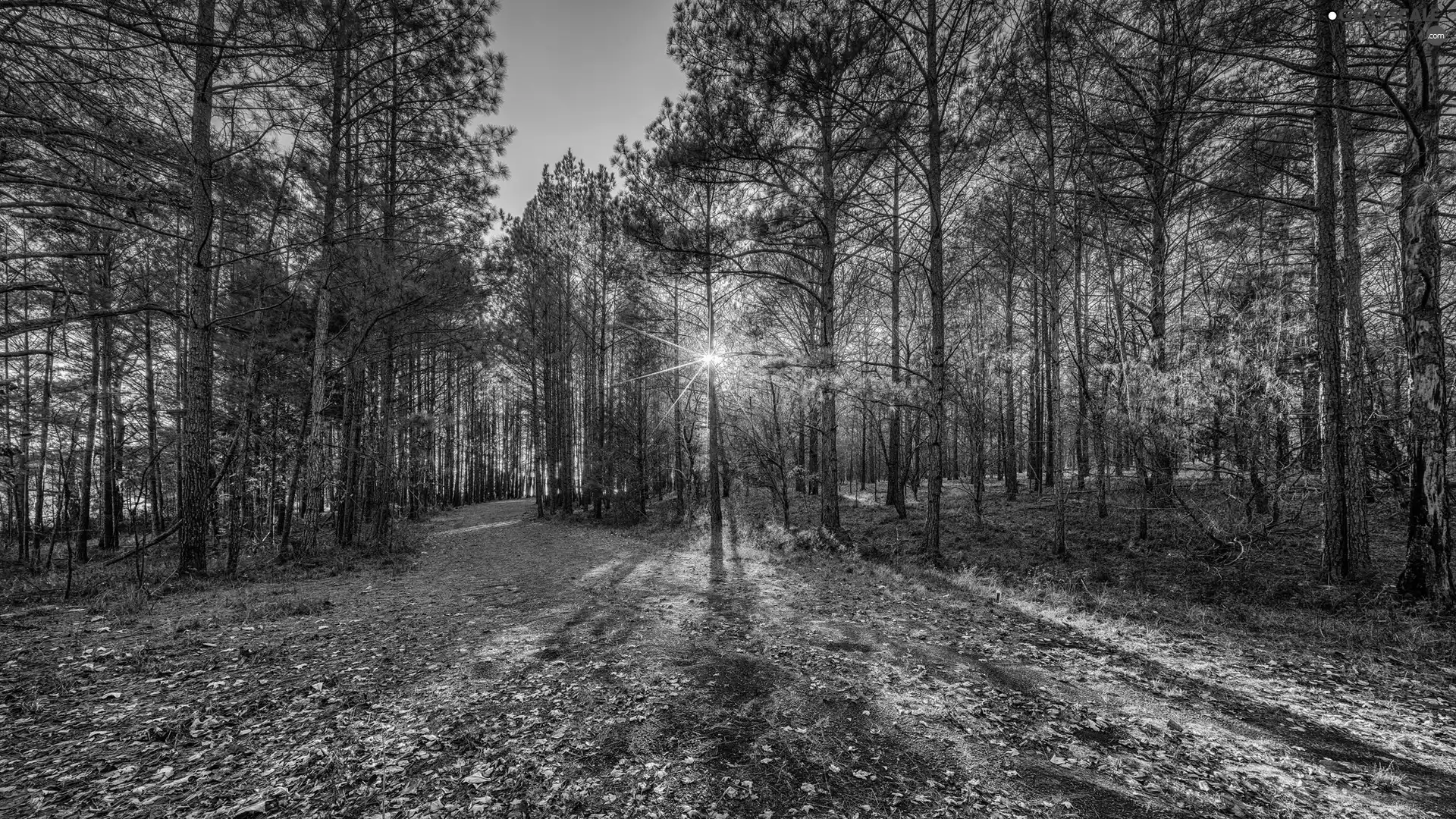 viewes, autumn, forest, trees, rays of the Sun