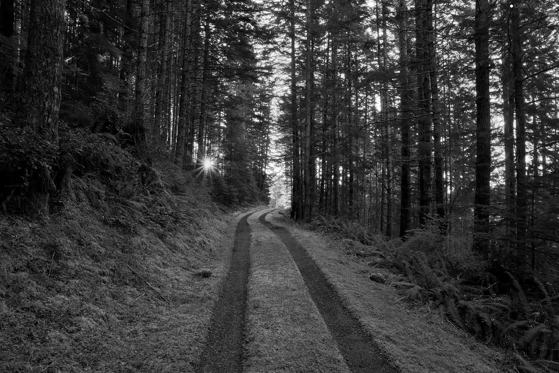 forest, Przebijające, sun, Path