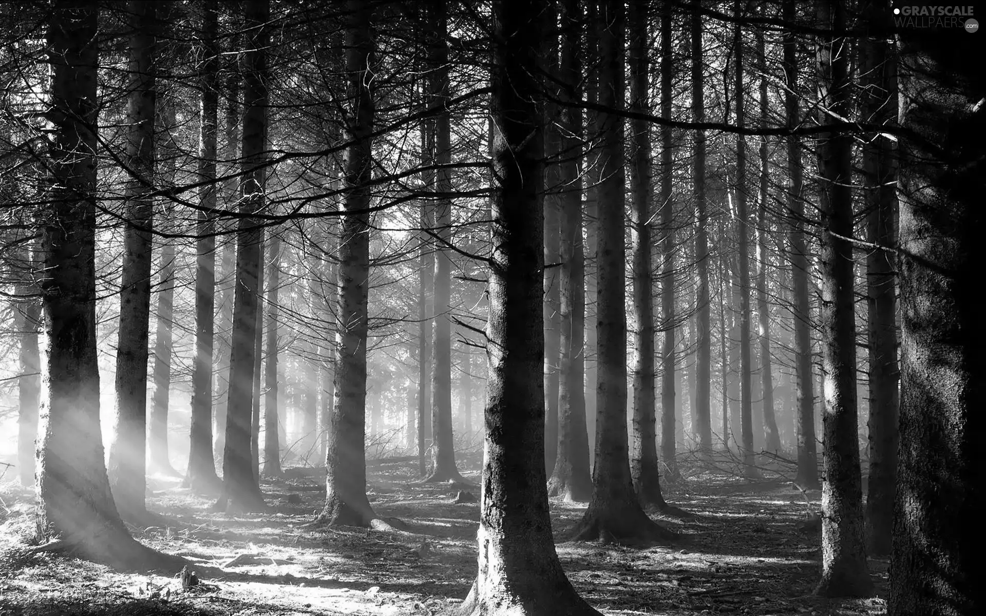 forest, rays, sun, morning