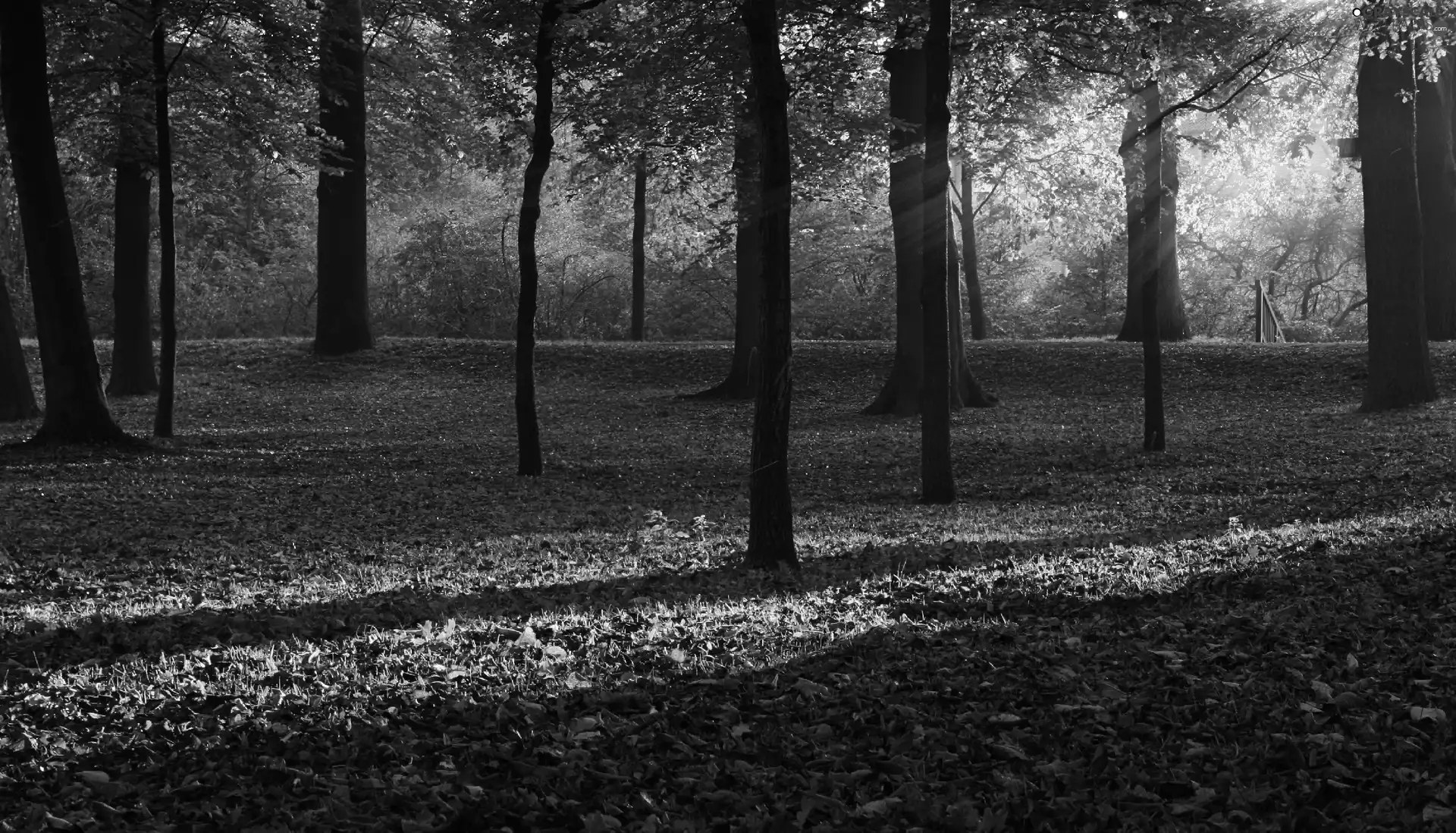 forest, rays, sun, Przebijające