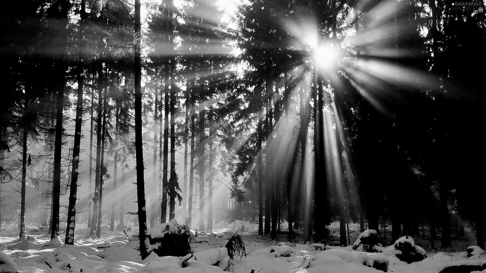 forest, rays, sun, snow