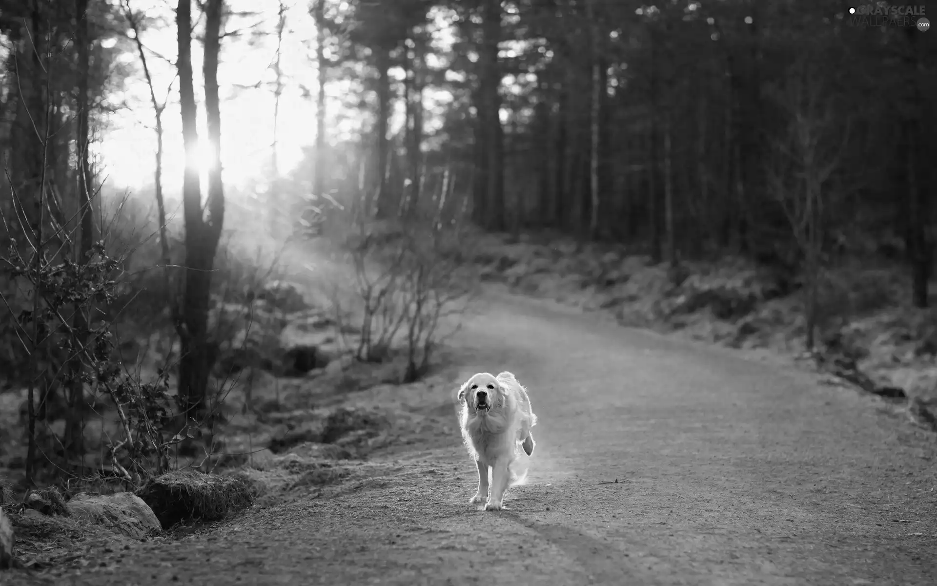 sun, forest, running, dog, Way