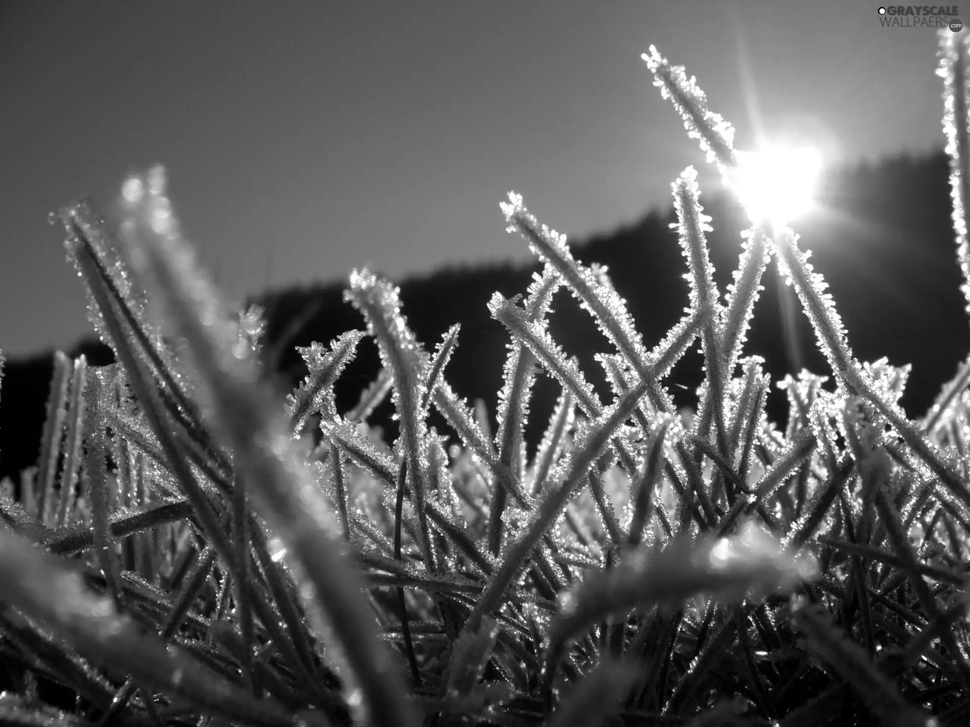 grass, rays, sun, rime