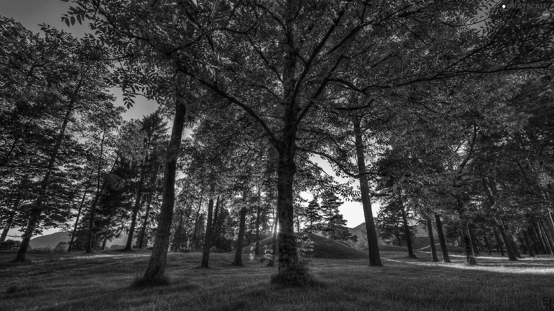 grass, viewes, sun, trees