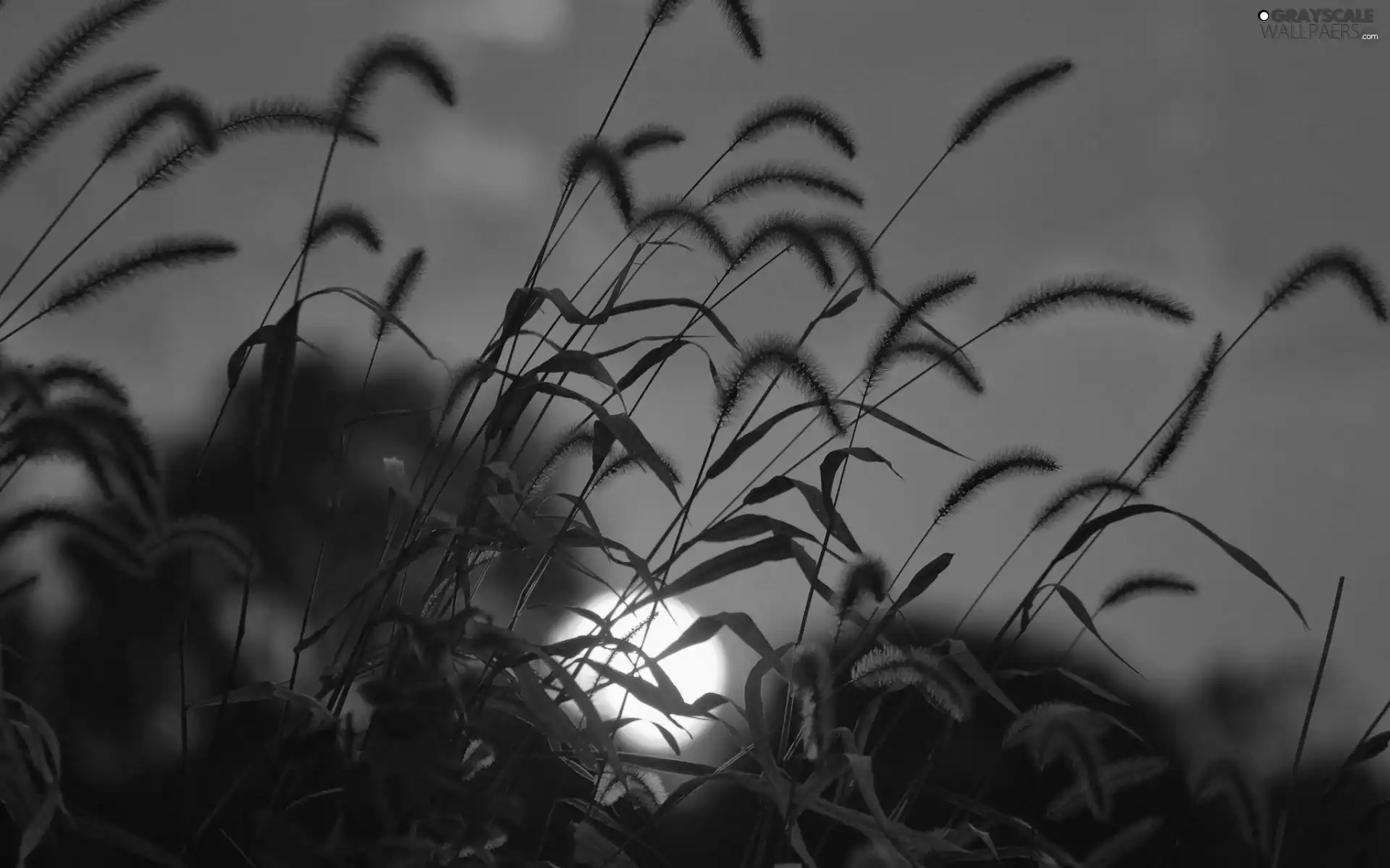 grass, west, sun, clouds